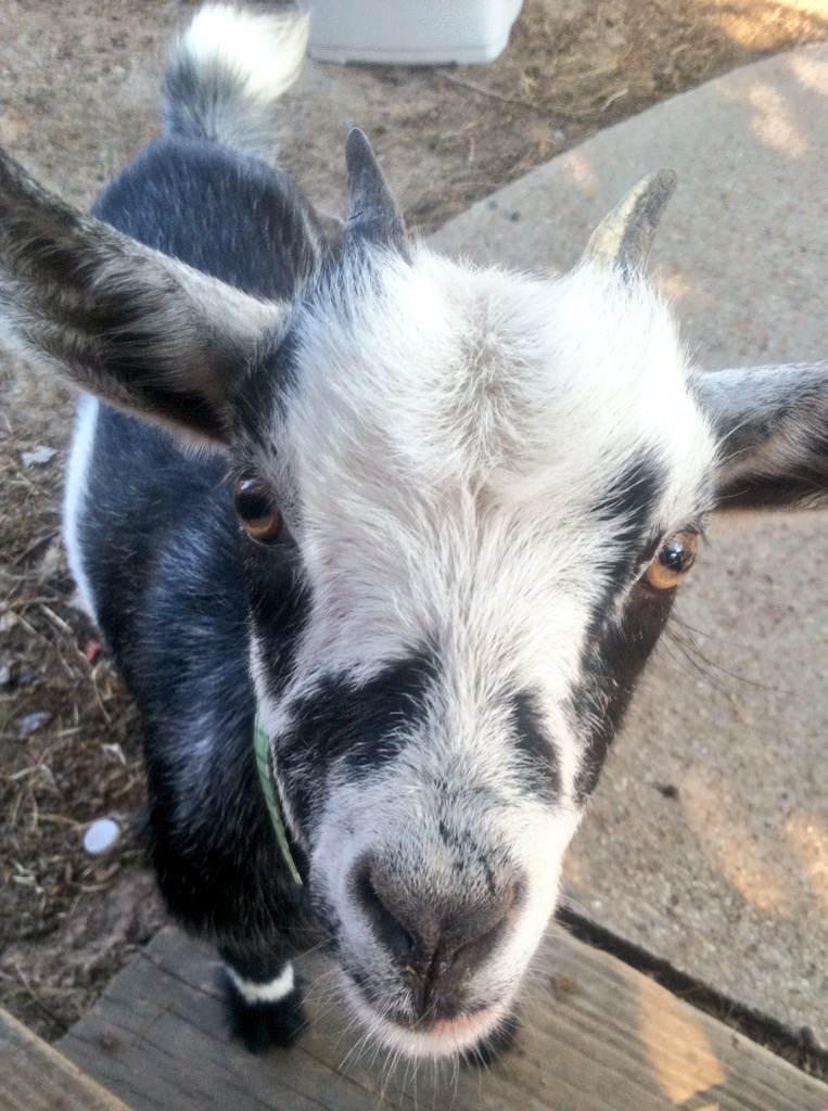Maggie my Nigerian dwarf goat!