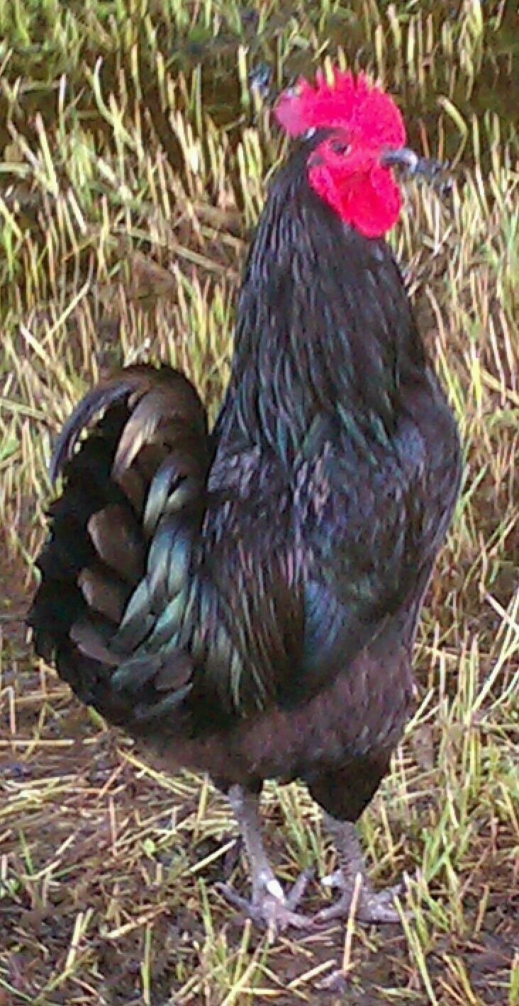 MAGIC; he got his name by us discovering he wasn't a hen....she/he began crowing & someone asked, "How did that happen?", & I said "magic", so that's how he got his name! R.I.P. best Roo ever!!