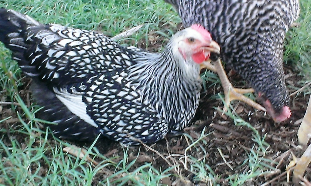 Magic - SLW - the Houdini of the flock