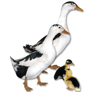 MAGPIE DUCKS