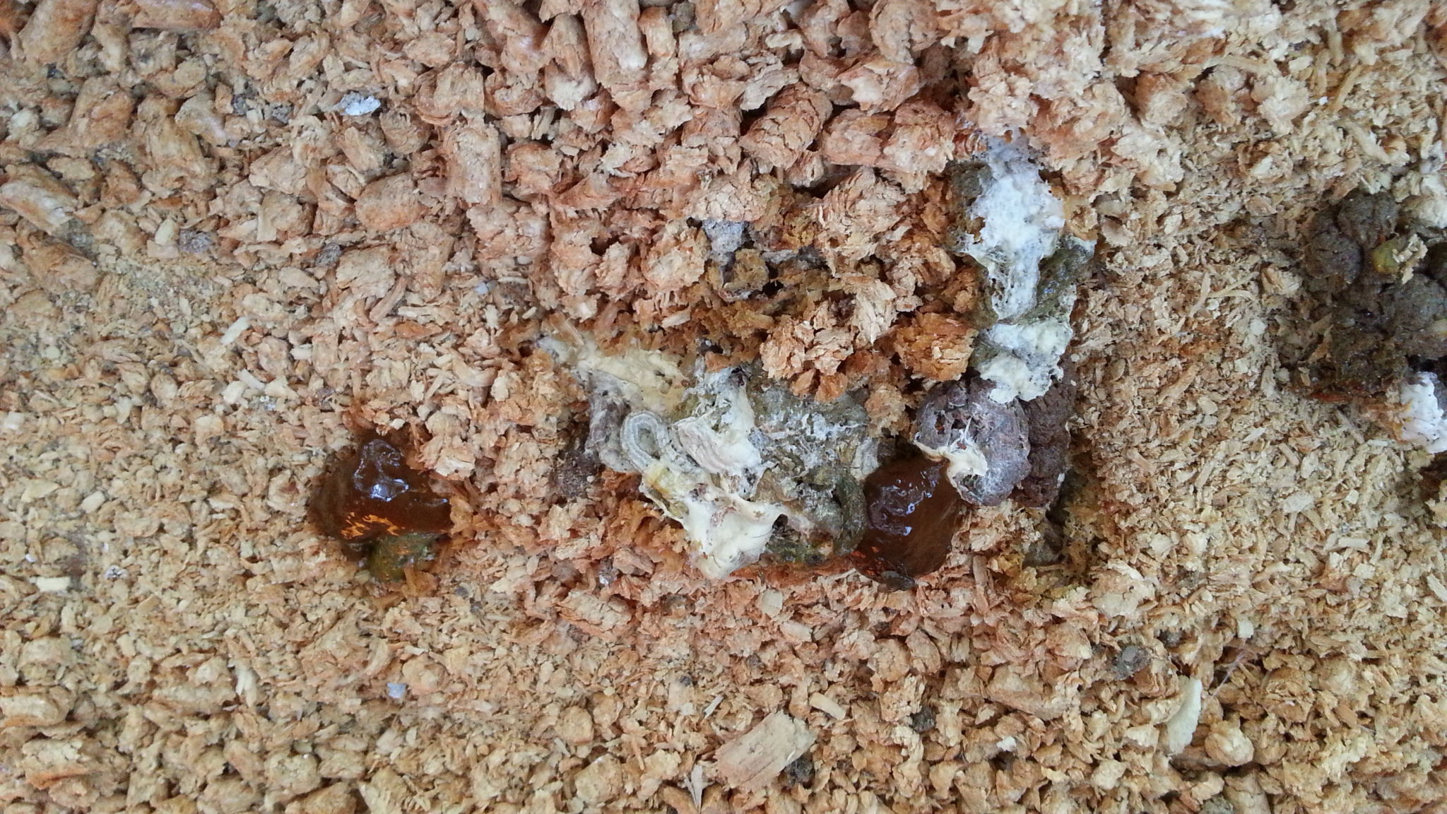 Magpie ill pale 9/10/13 droppings