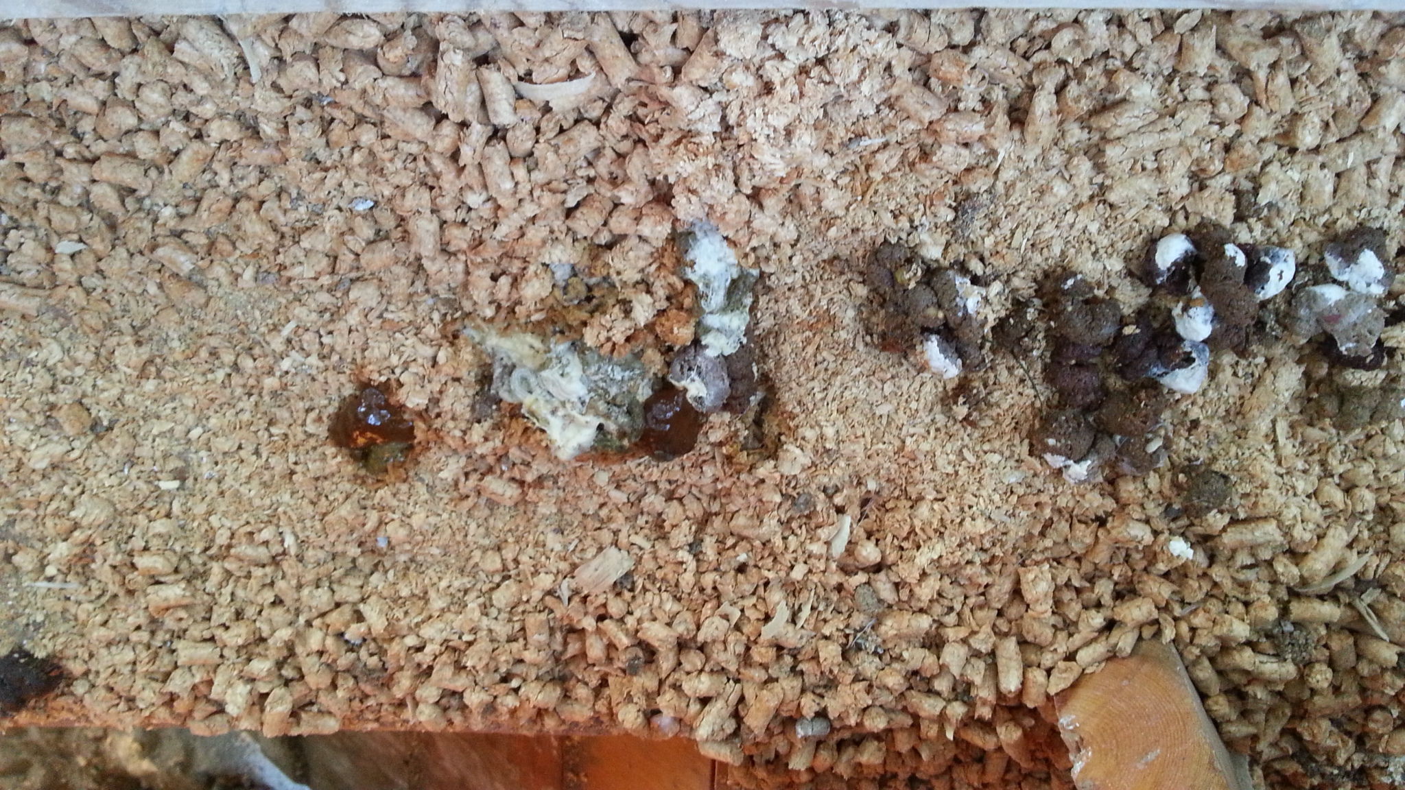 Magpie ill pale 9/10/13 droppings