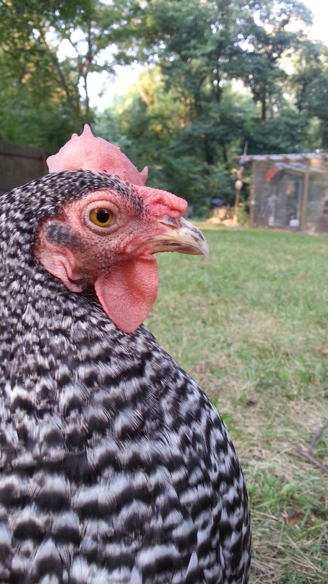 Magpie ill pale 9/10/13