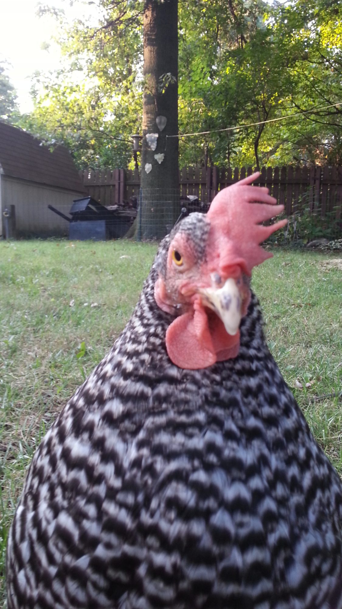 Magpie ill pale 9/10/13