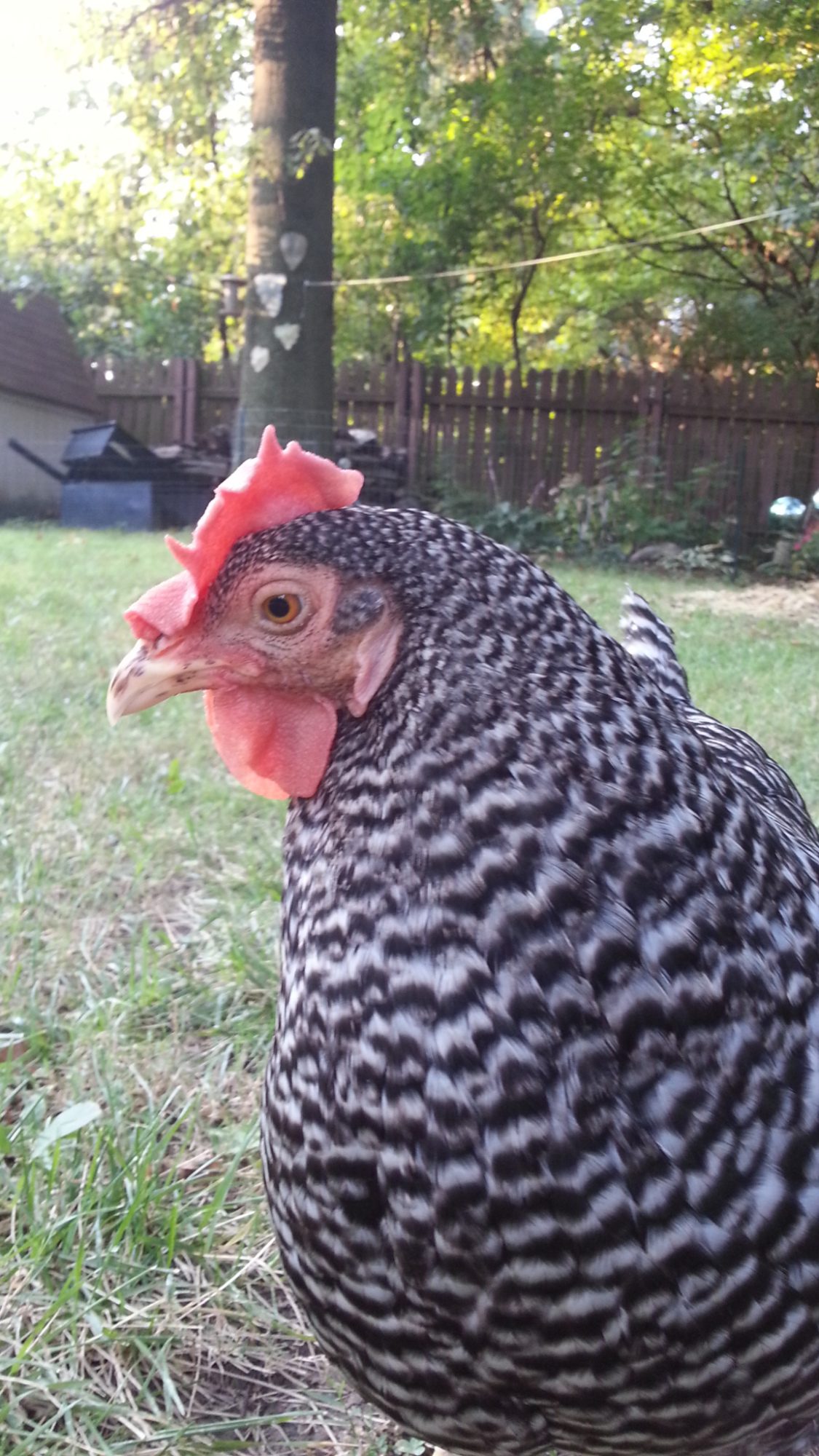 Magpie ill pale 9/10/13