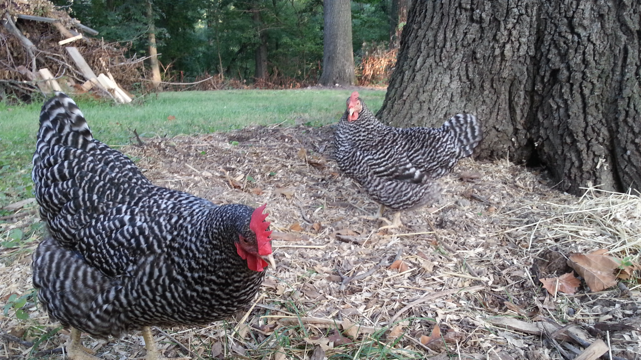 Magpie ill pale 9/10/13