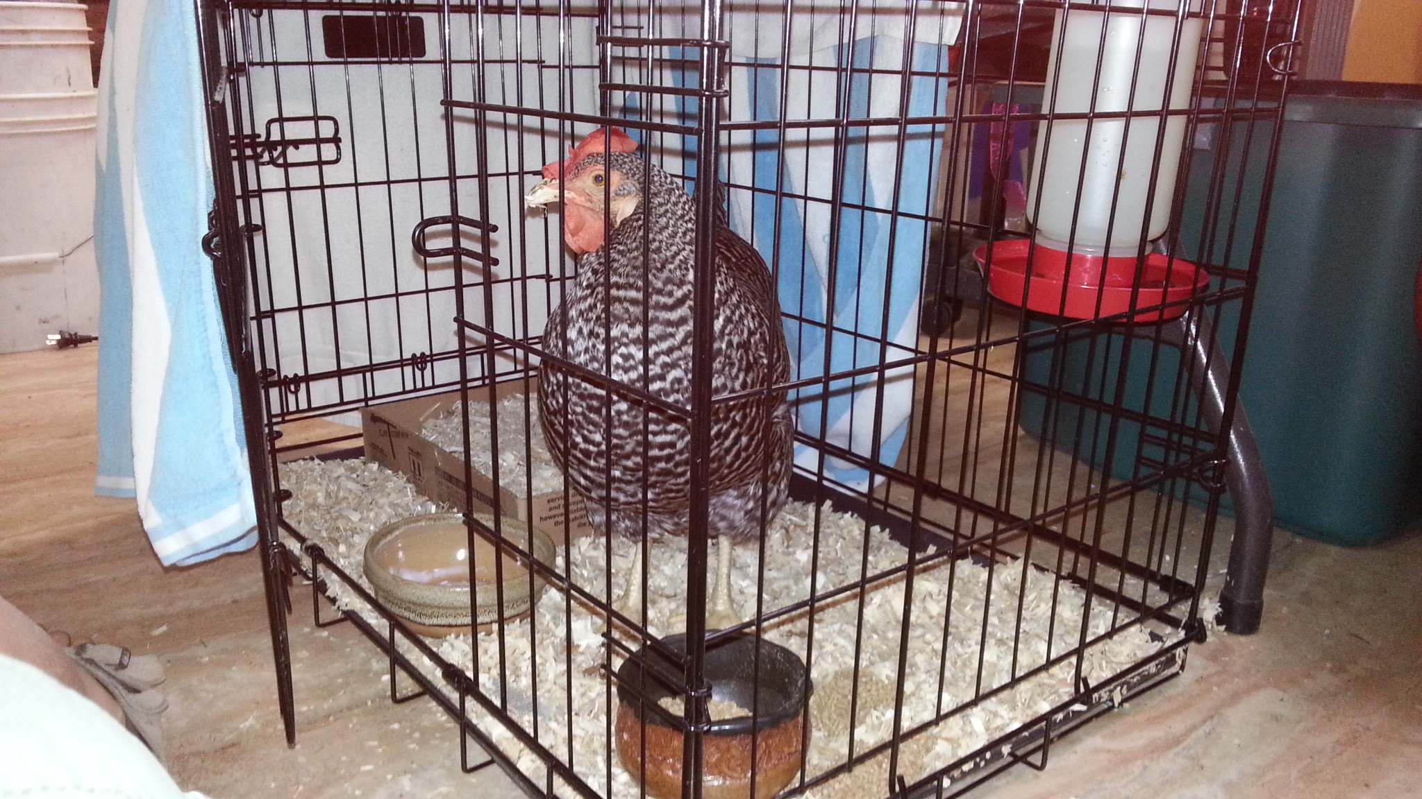 Magpie ill pale 9/10/13