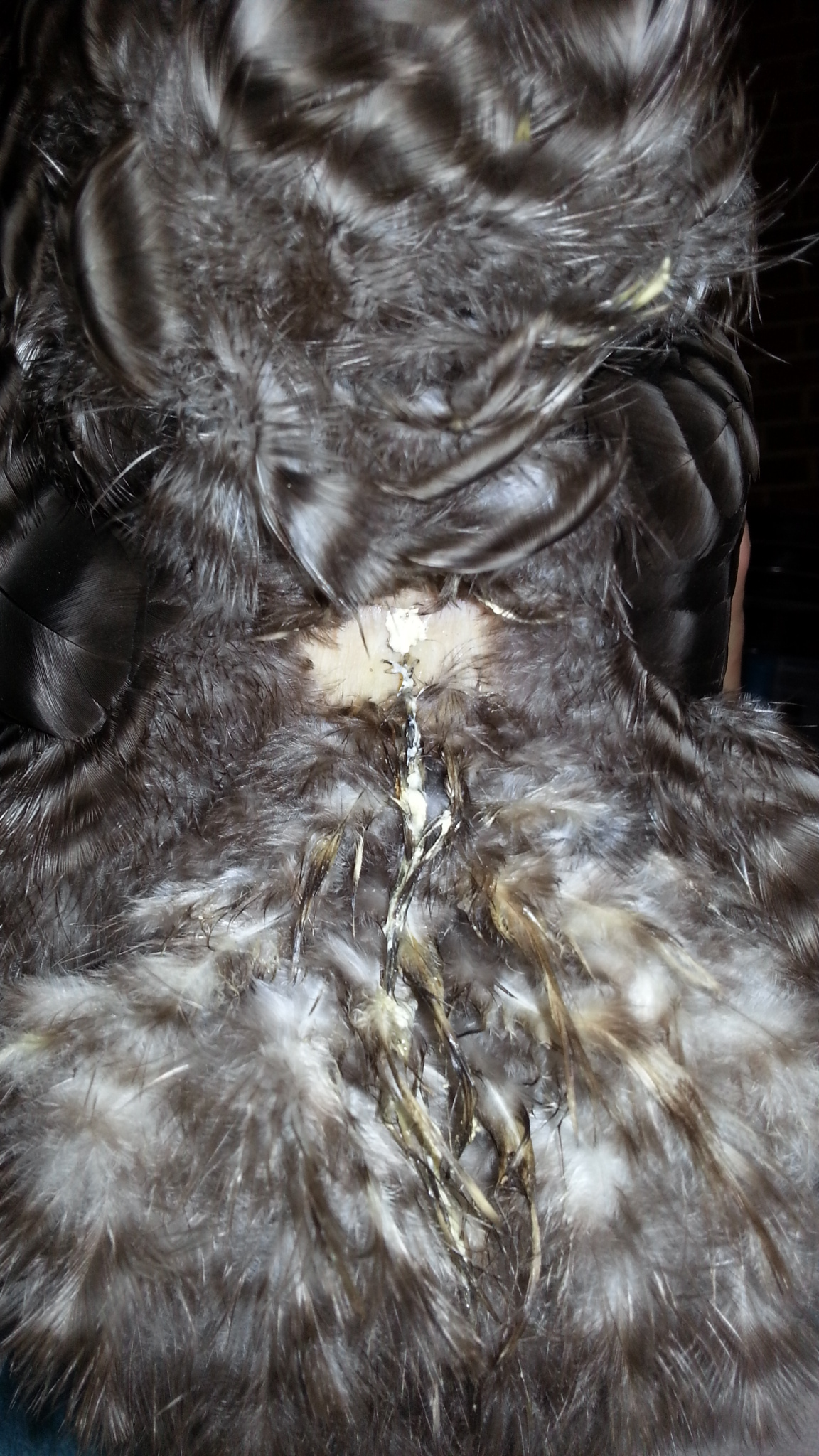 Magpie ill pale 9/10/13