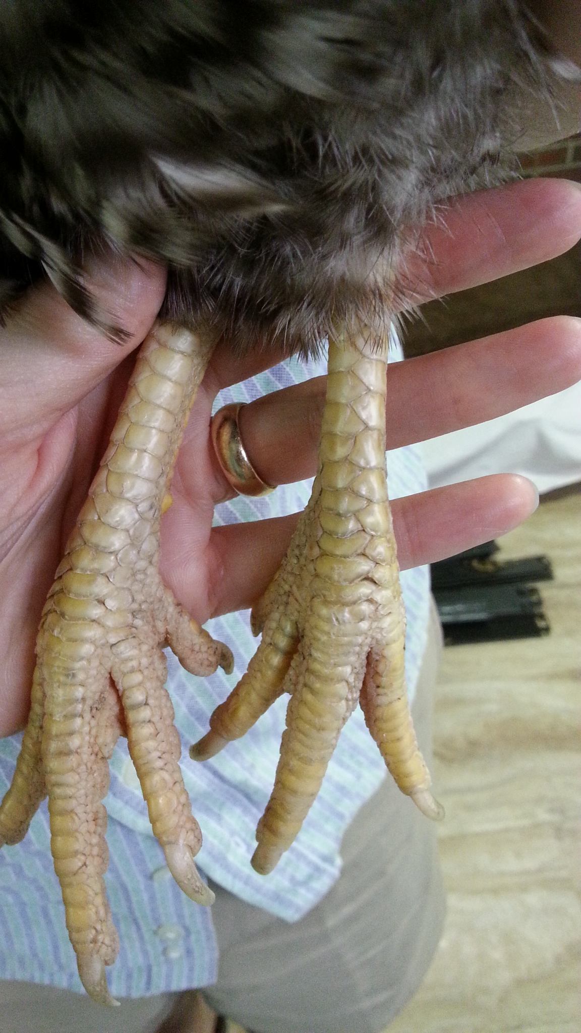 Magpie ill pale 9/10/13