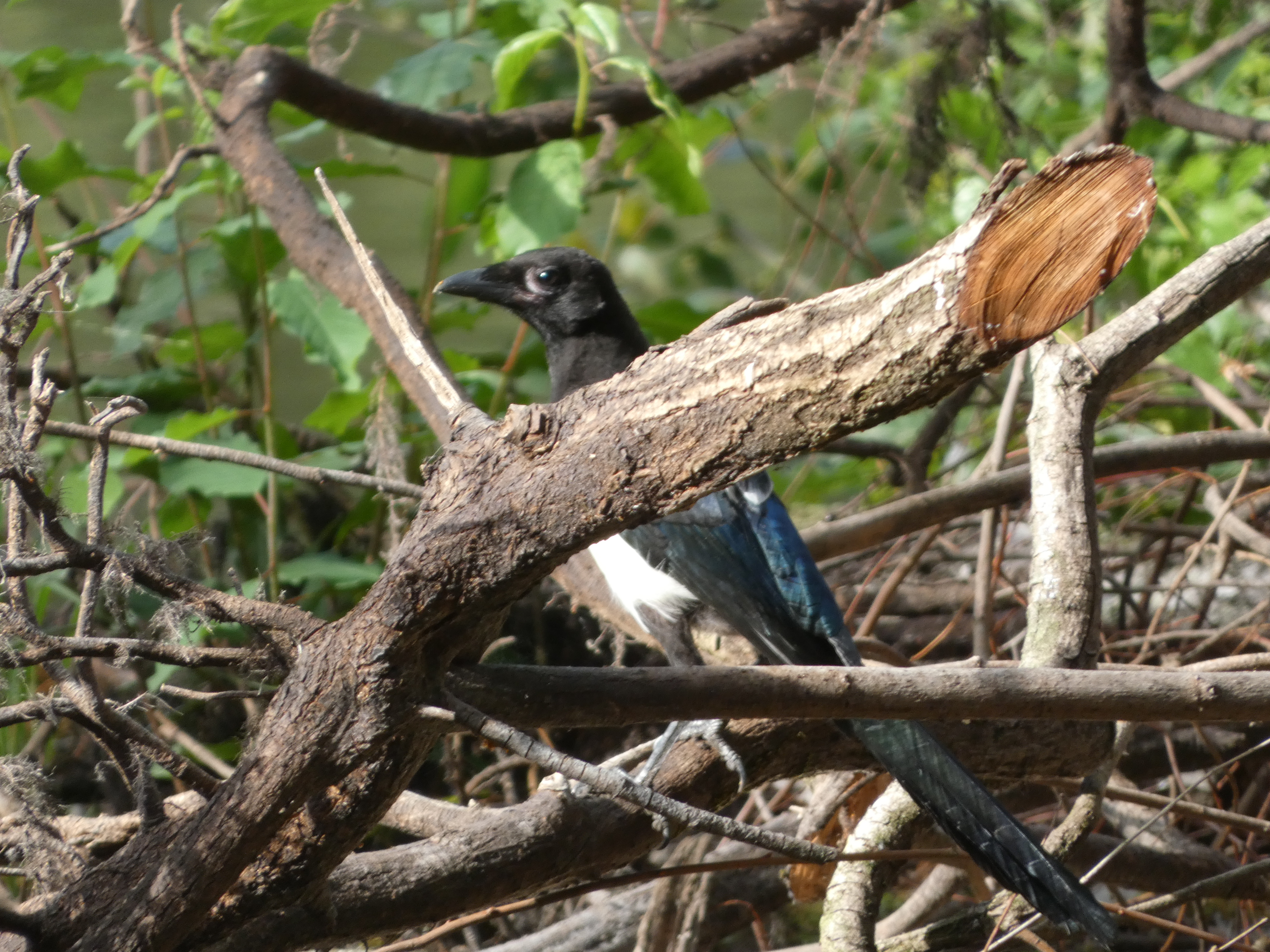 Magpie