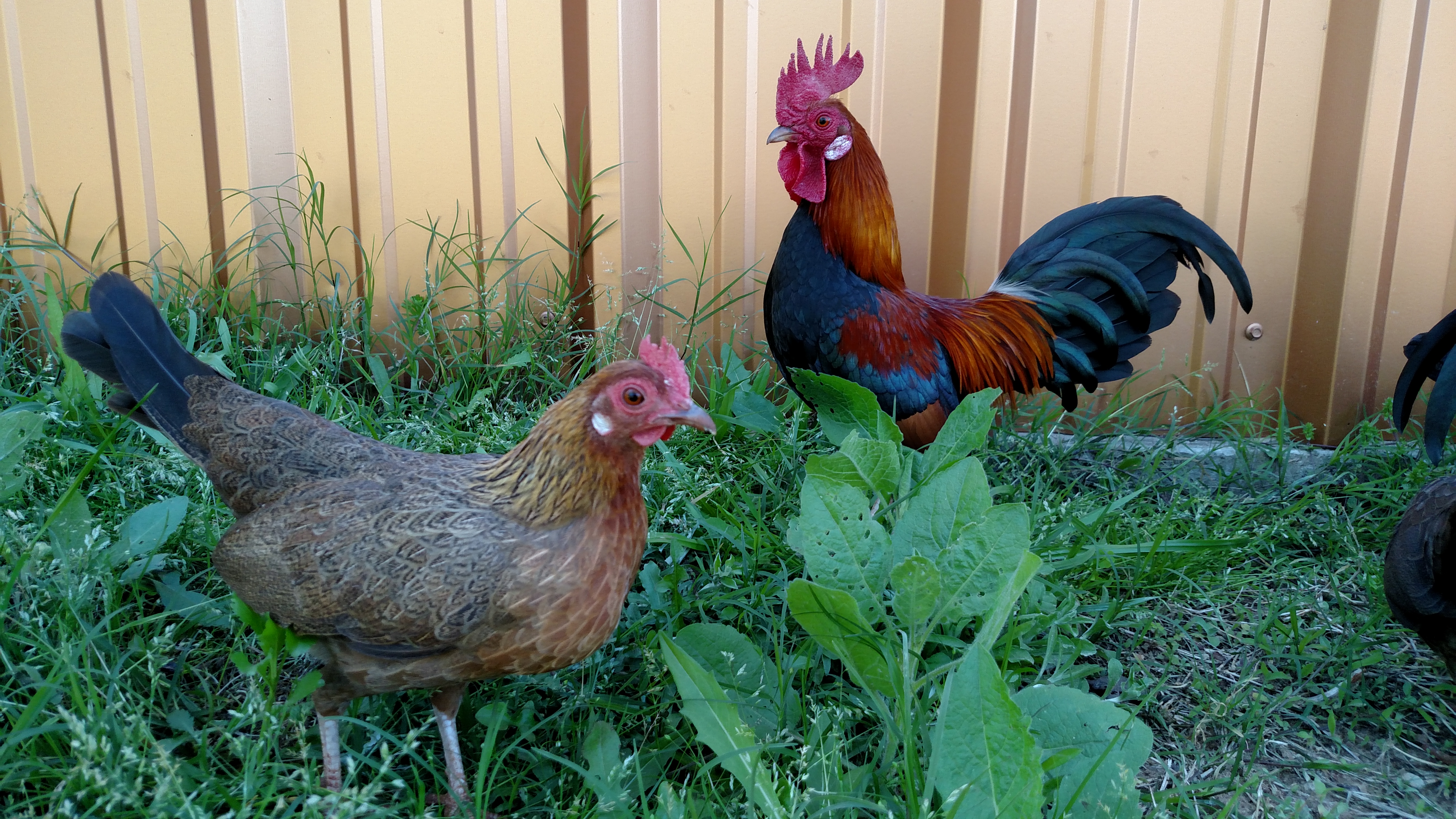 Main flock - Black Breasted Red Old English bantams.