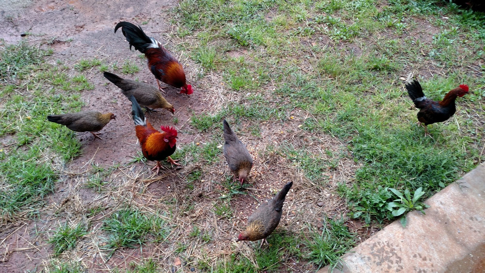 Main flock free ranging down to 3 hens I hatched that are 4-5 months old, 2 adult roos, 1st hatchling hen from October 2015 and 1 rooster 4-5 months old.  Other 2 old hens sitting on nest and 1 has babies.