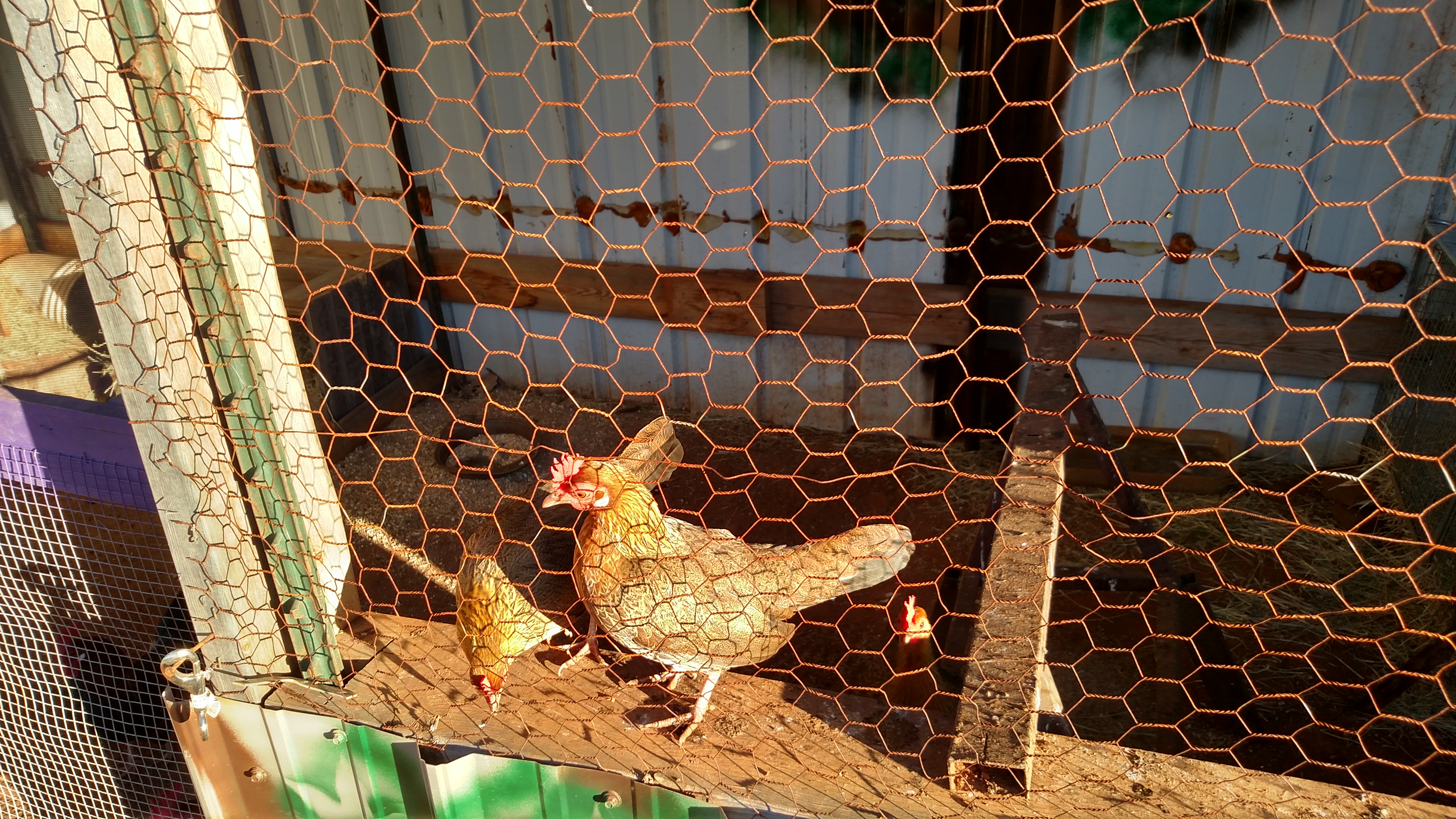 Main flock not happy today.  Am not letting out unless I am outside on property.  (Which is a lot). Am going to try and get run covered this weekend.  Lost another female hen 3 days ago.  Free range days, when I am not here, are over.  Down to 3 adult hens.  Not sure what happened.  Another reason I want to cover run is so I can get them to laying back in hen house.  Last couple of weeks I have been chicken Sheppard just to see where they are laying.  It has opened up to a tough year after having such wonderful success in 2015.