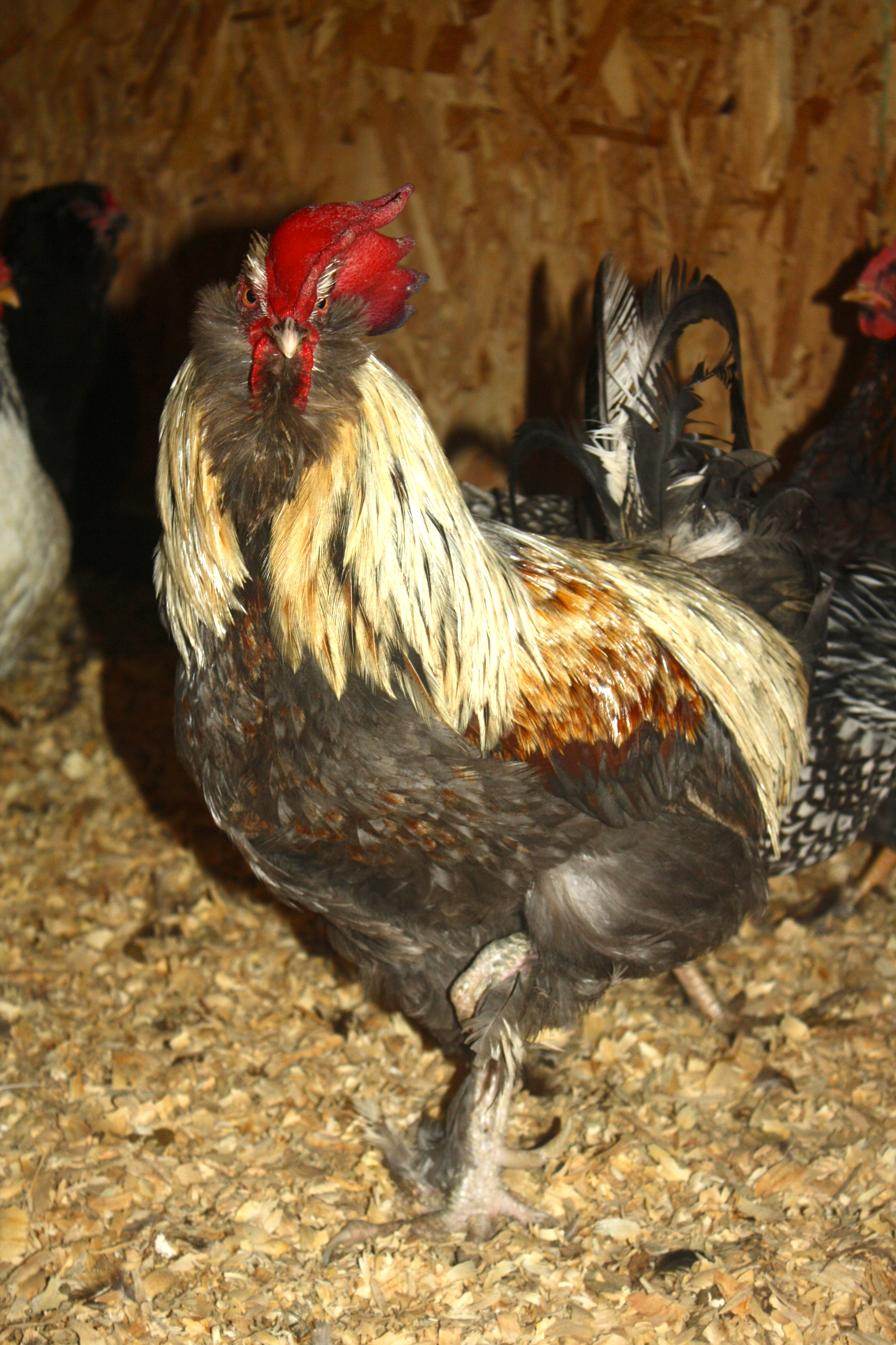 Main Olive Egger Roo