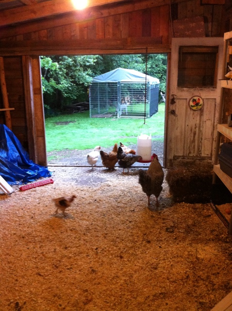 Main part of chicken area. This is where they sleep, eat and lay their eggs.