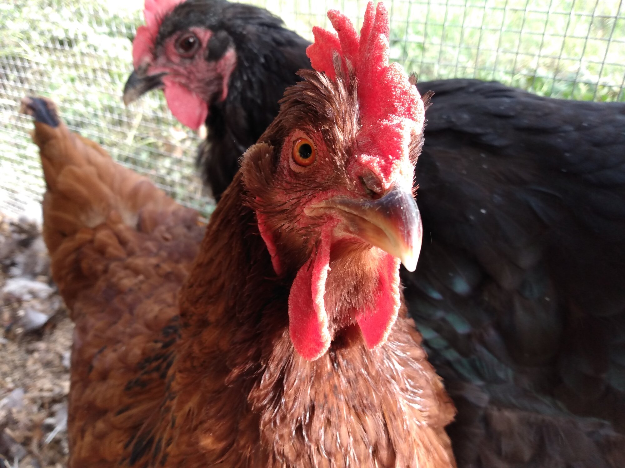 Maisie the Rhode Island Red