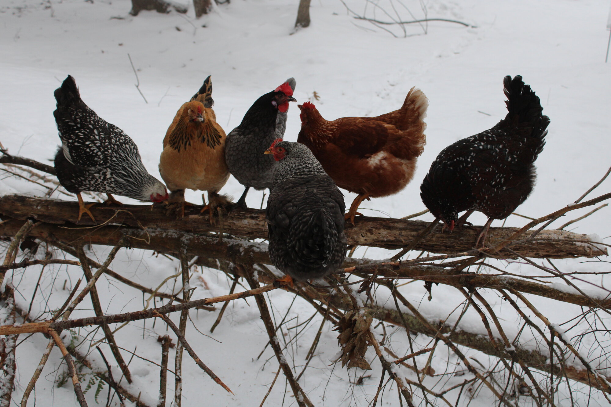 Maisy and My Flock