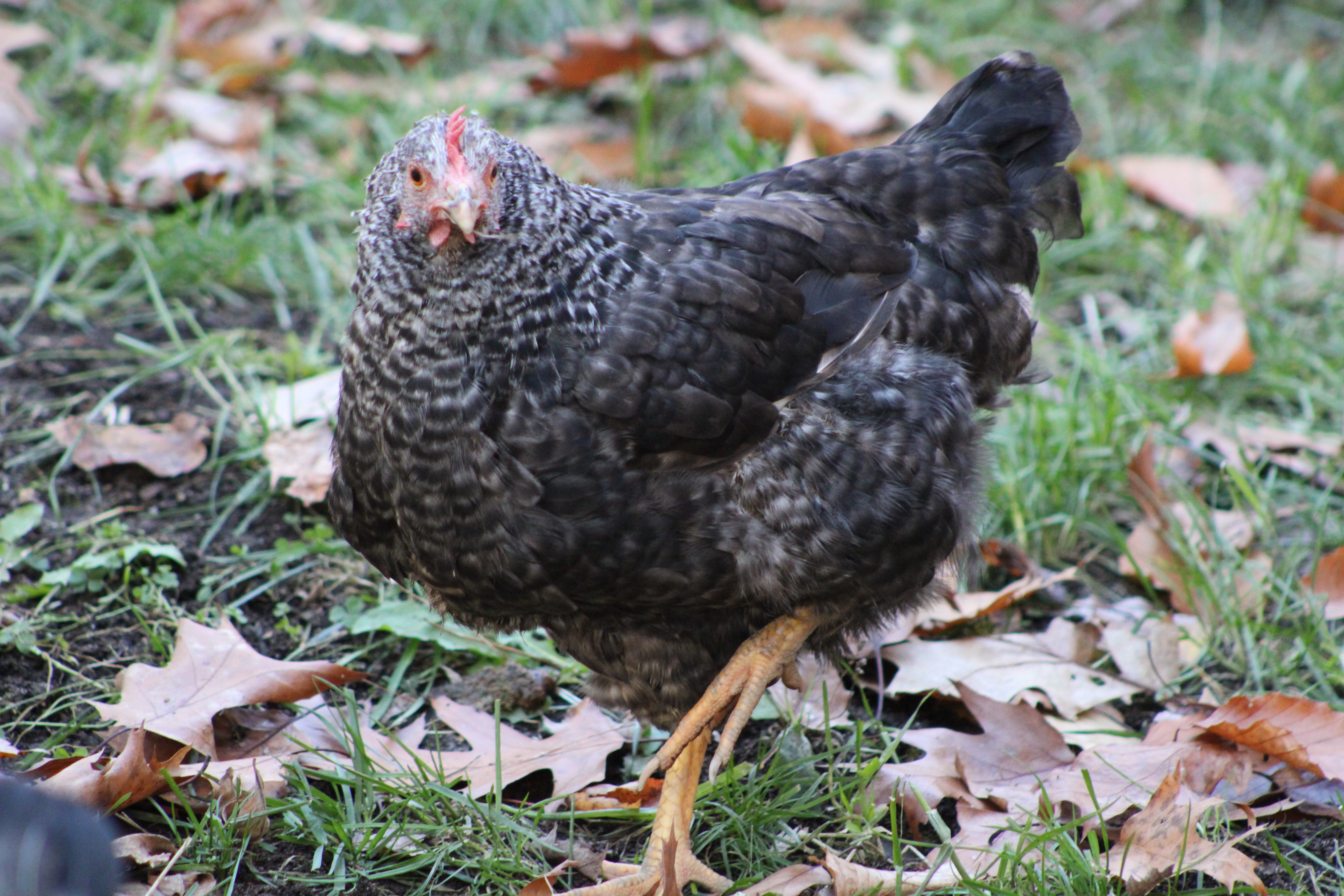 Maisy Molting