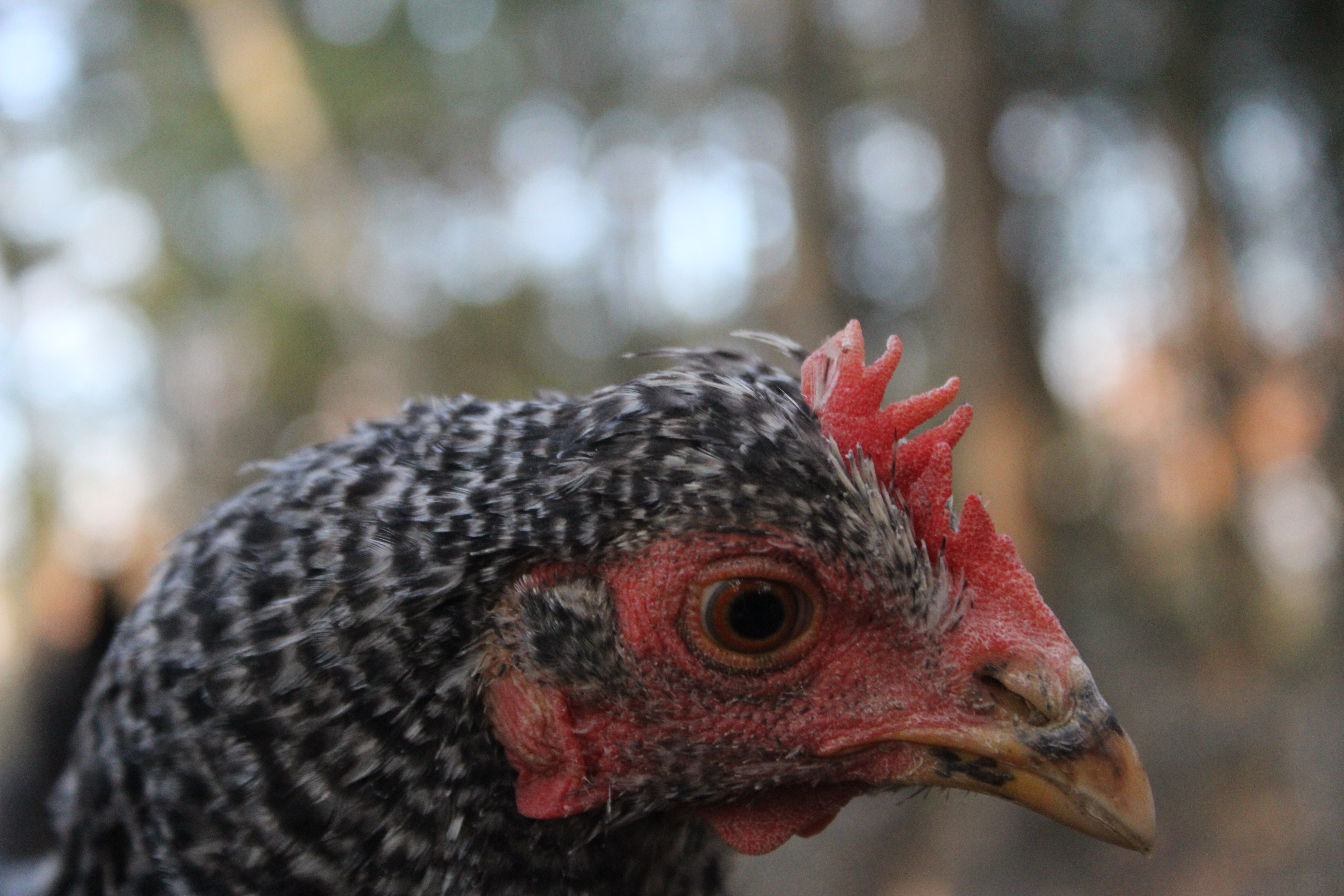 Maisy the Cuckoo Maran (Mix?)