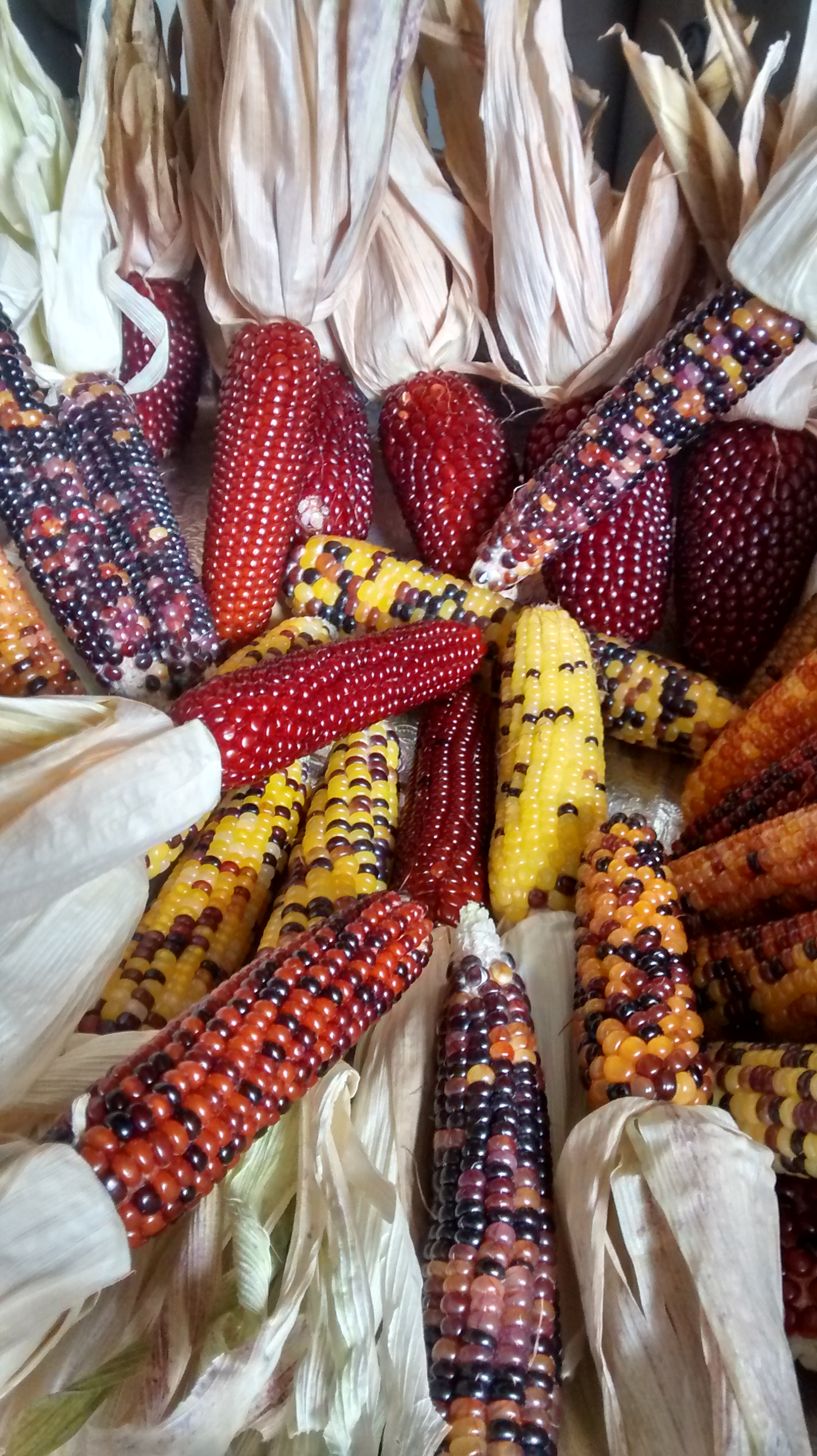 Maize