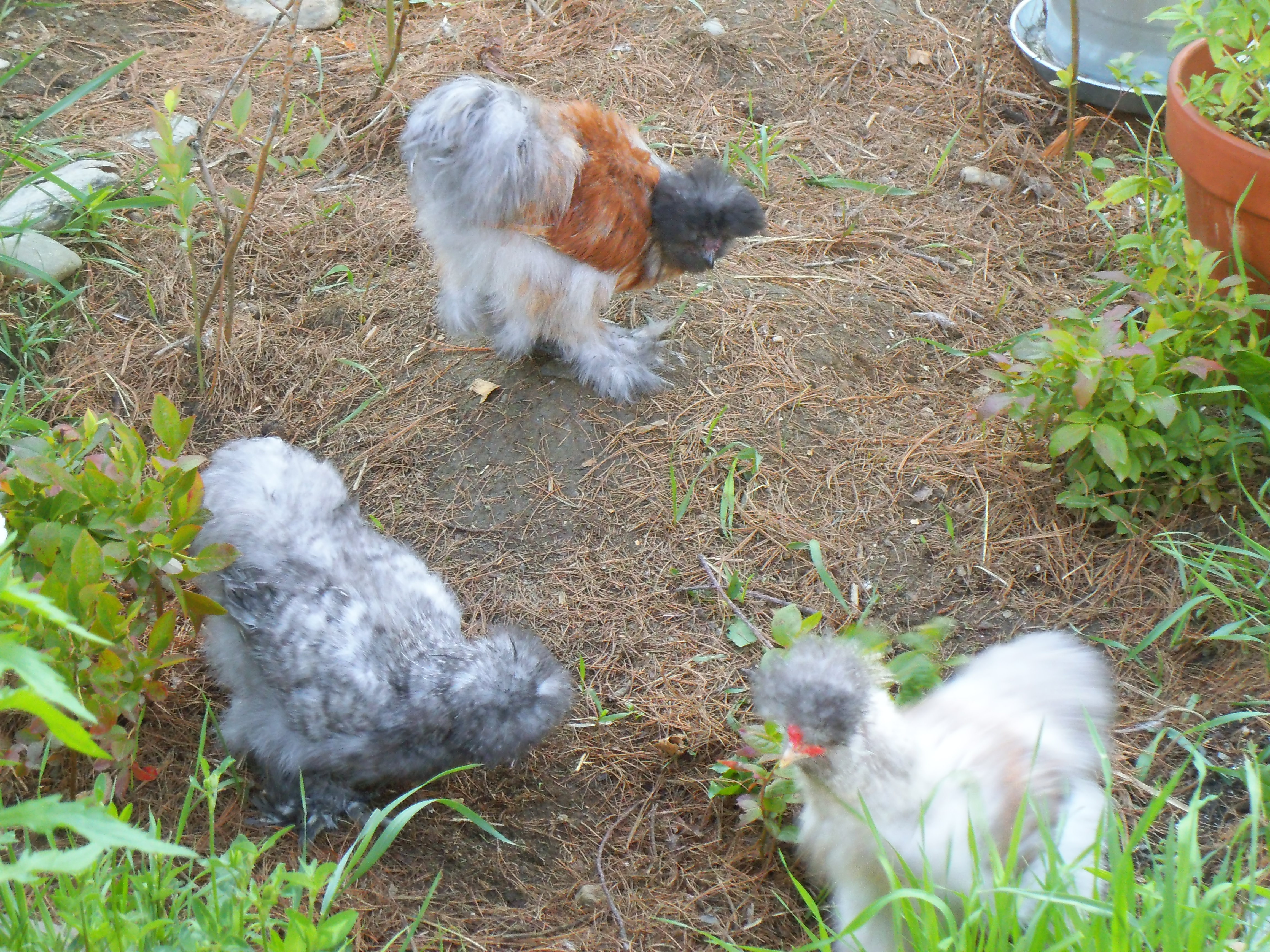 maji , lady blue bell,  and lila