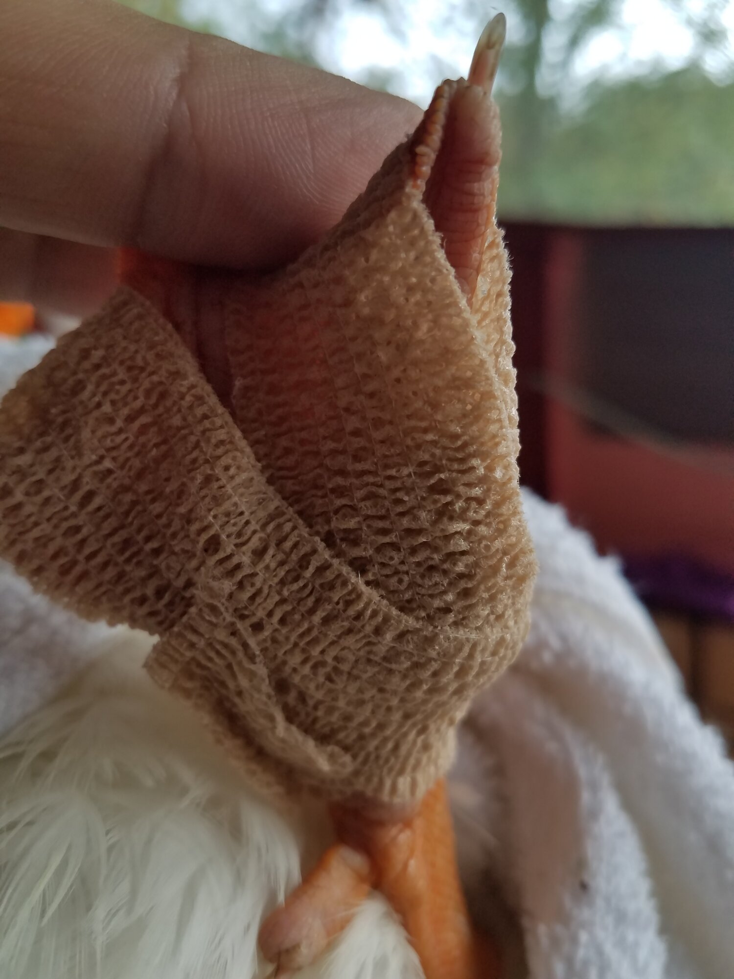 Make-Shift Duck-shoe