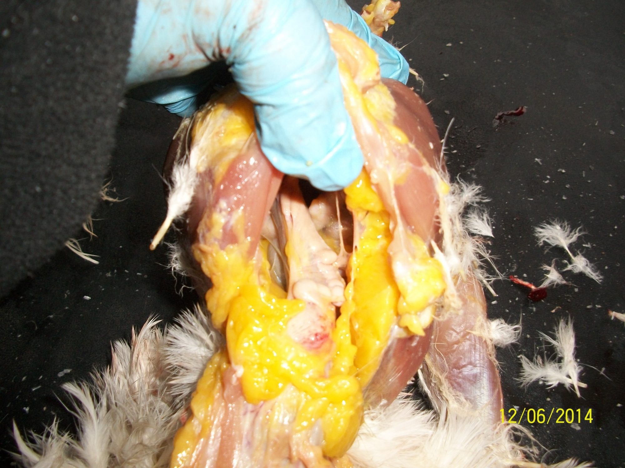 Make sure all attachments along the spine and sides of the pelvis are free.