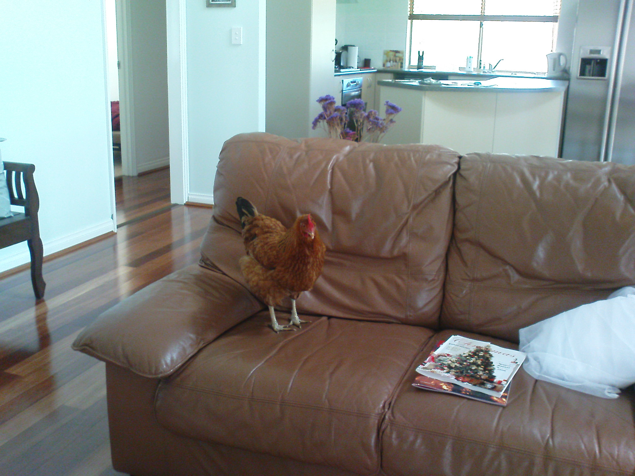 Making herself at home