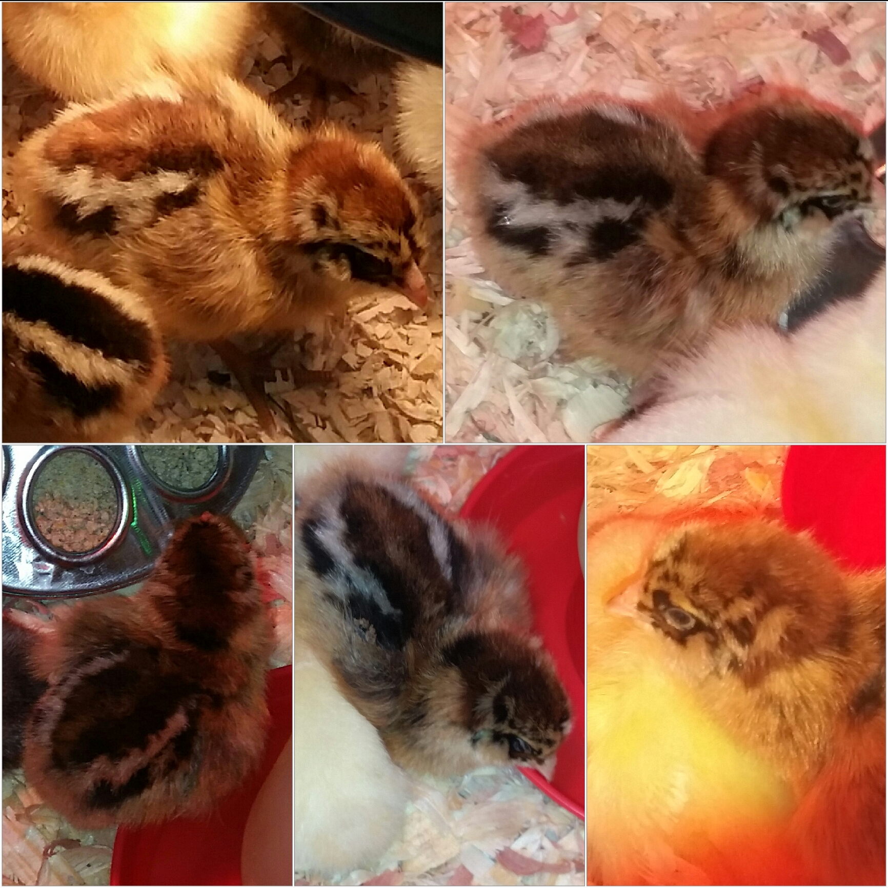 Mala (unknown breed) b.05182020