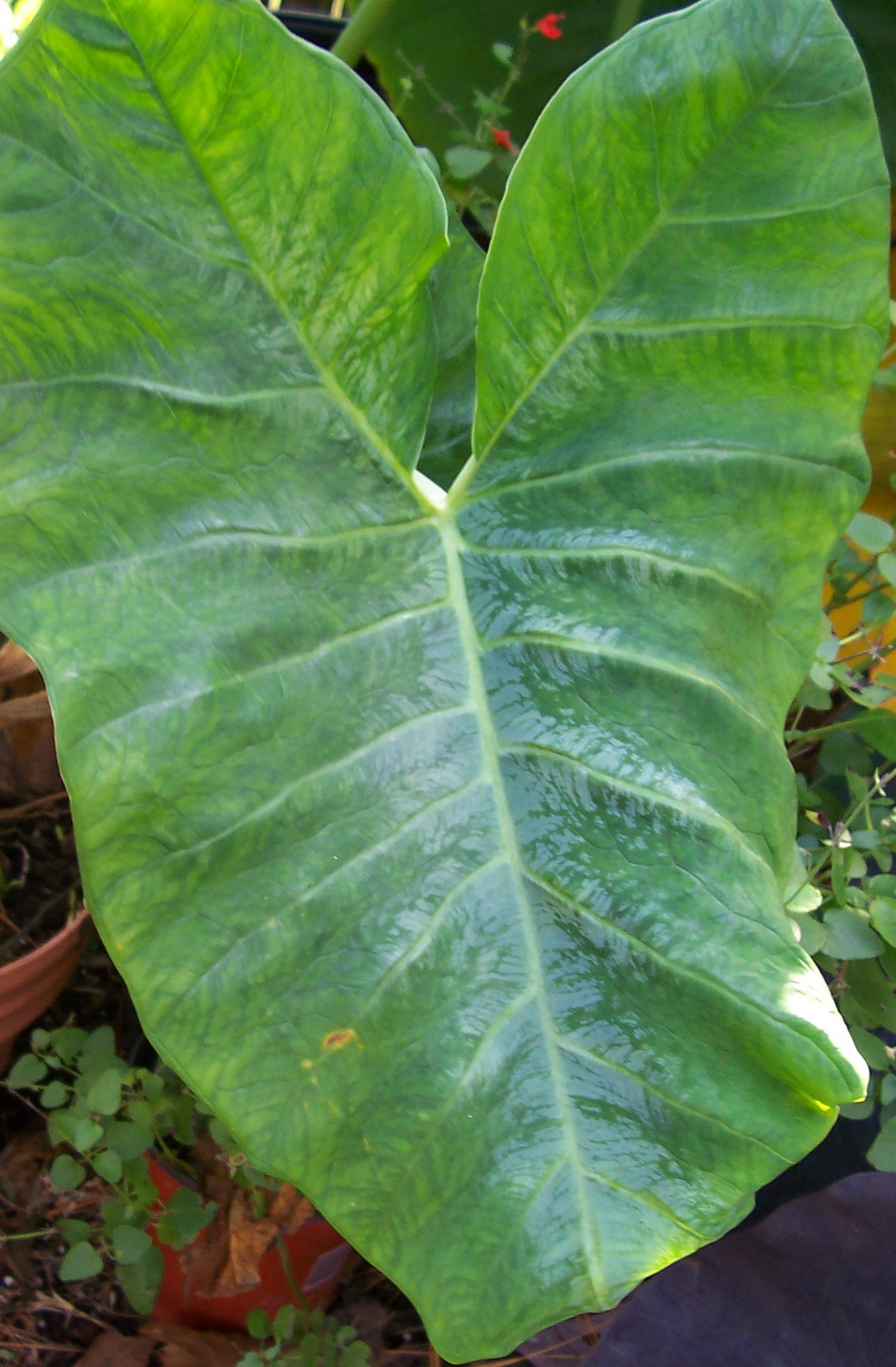 Malanga leaf