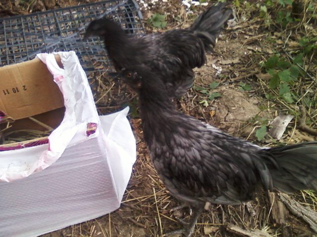 Male Black and Blue sumatra. both 4month