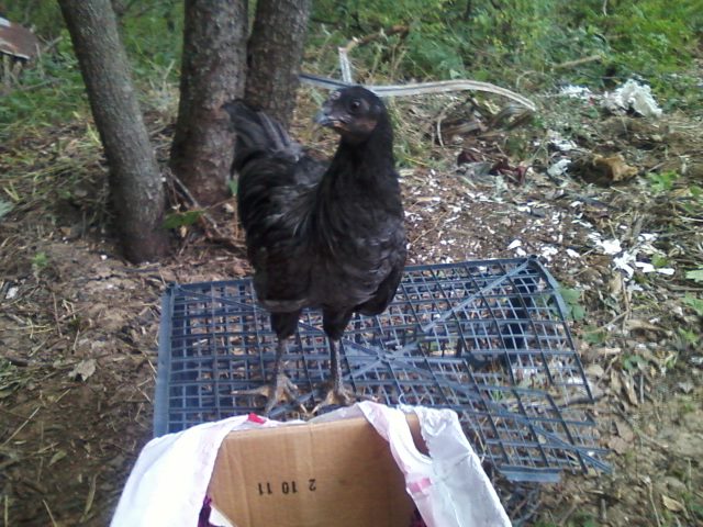 Male/black sumatra. 4month