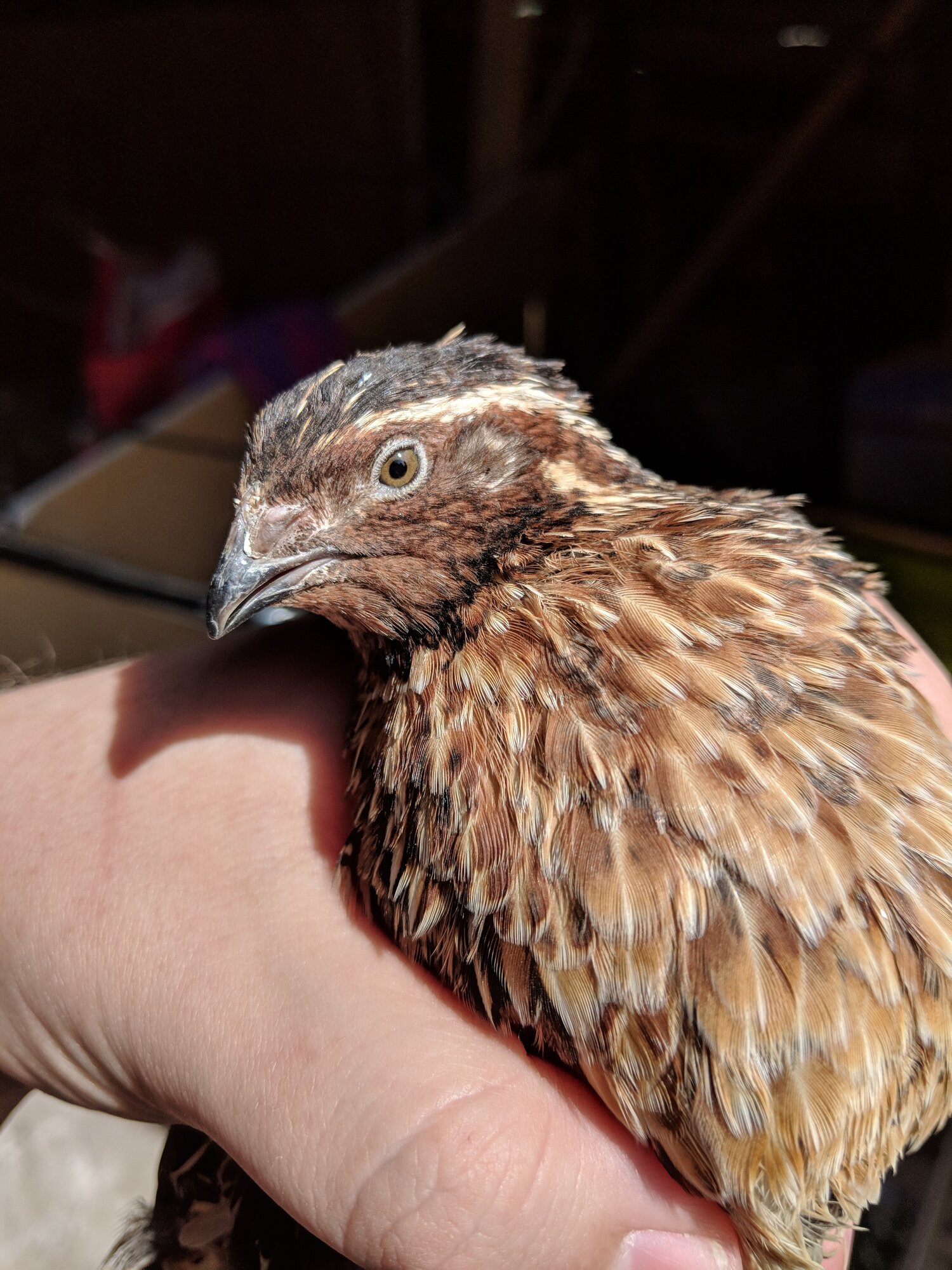 Male Coturnix quail (rescue bird)