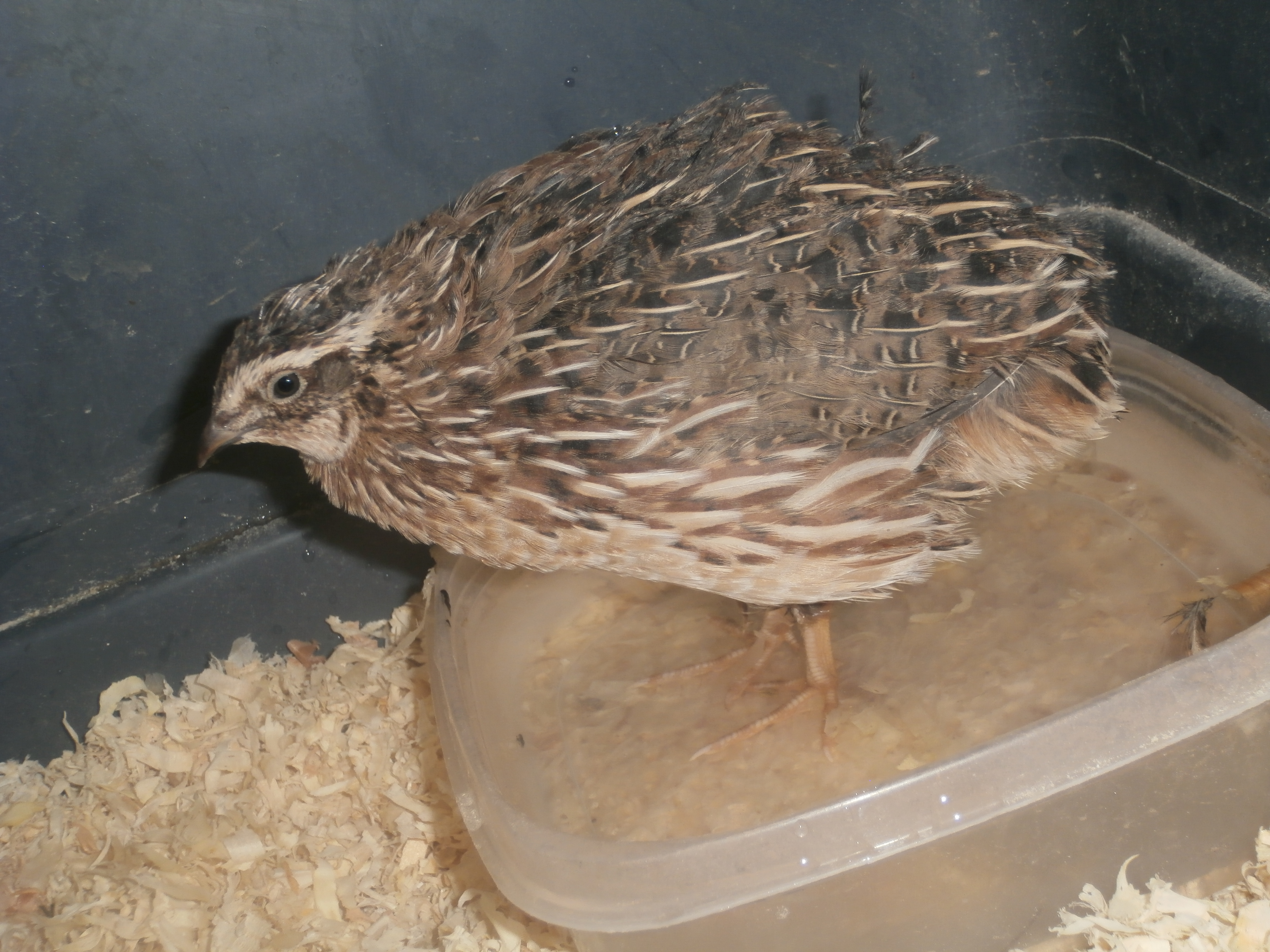 Male coturnix quail