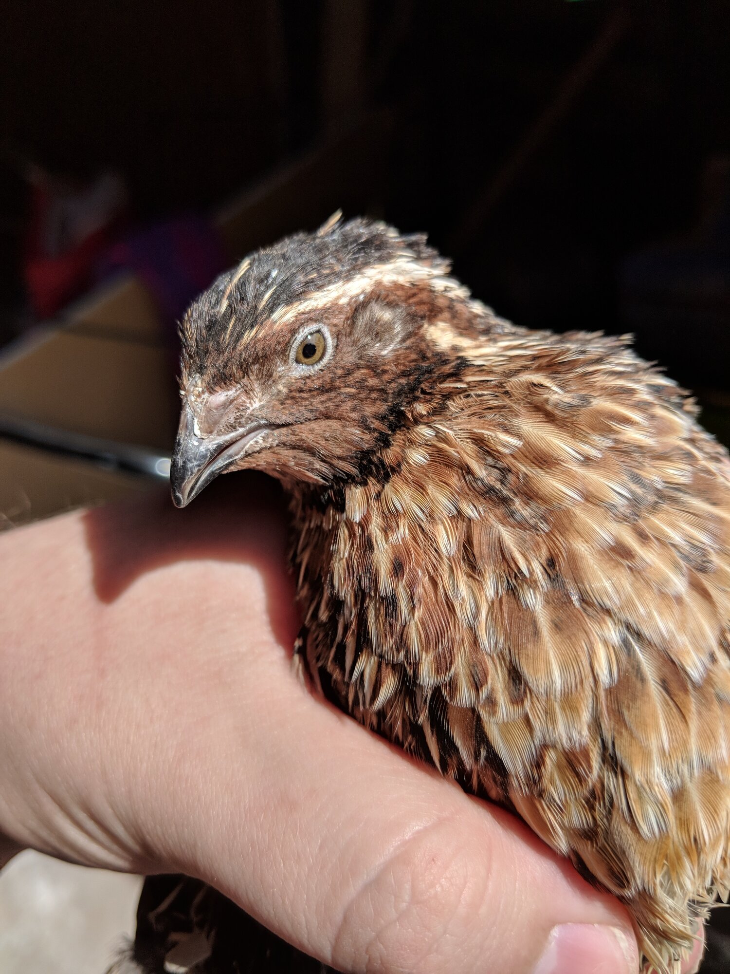 Male Coturnix Quail