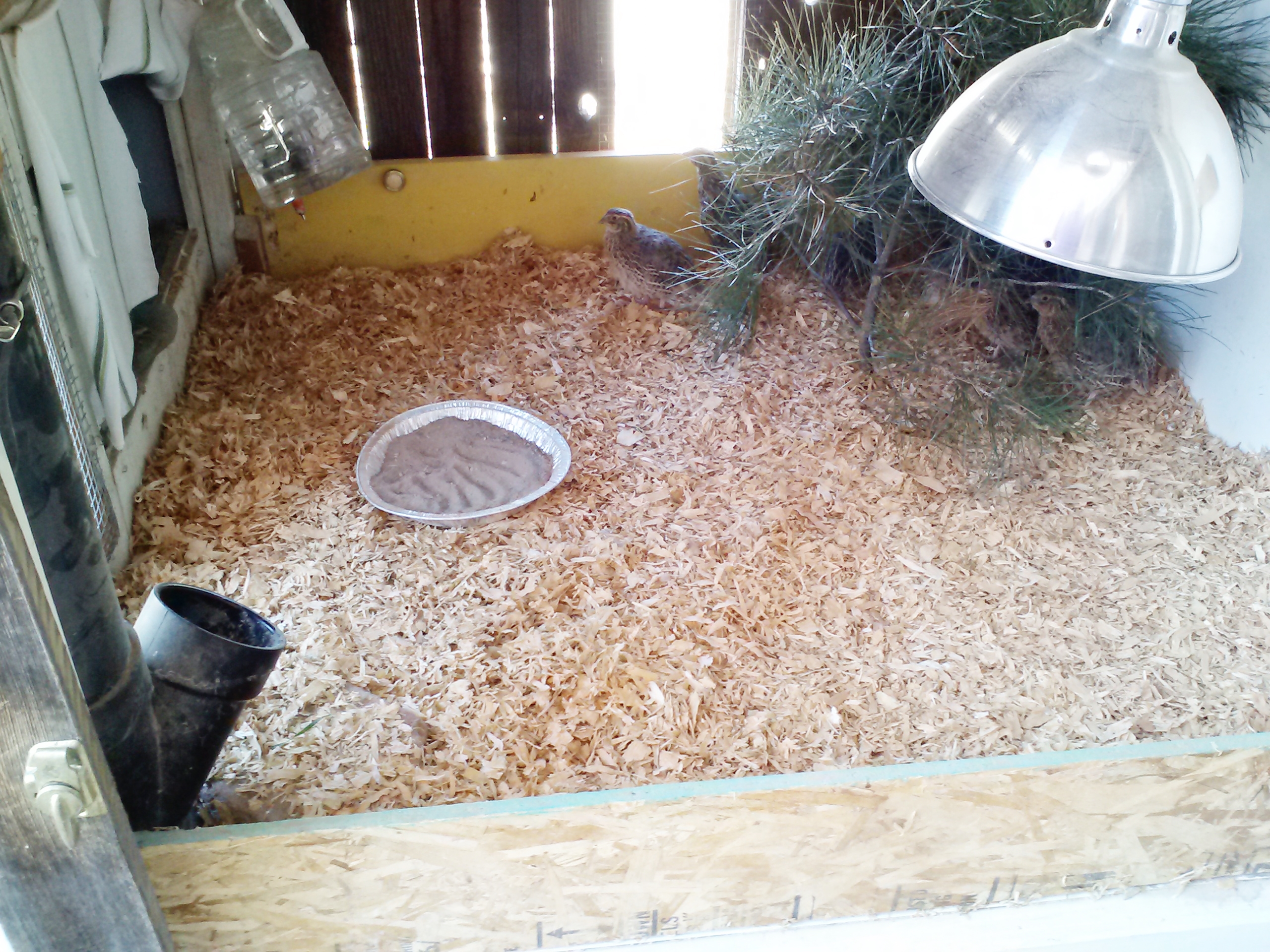 Male quail moved to my old chicken coop to give the ladies some room