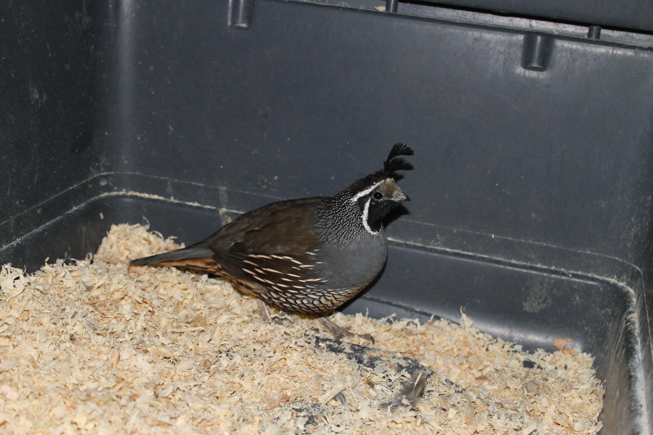 Male Valley Quail
