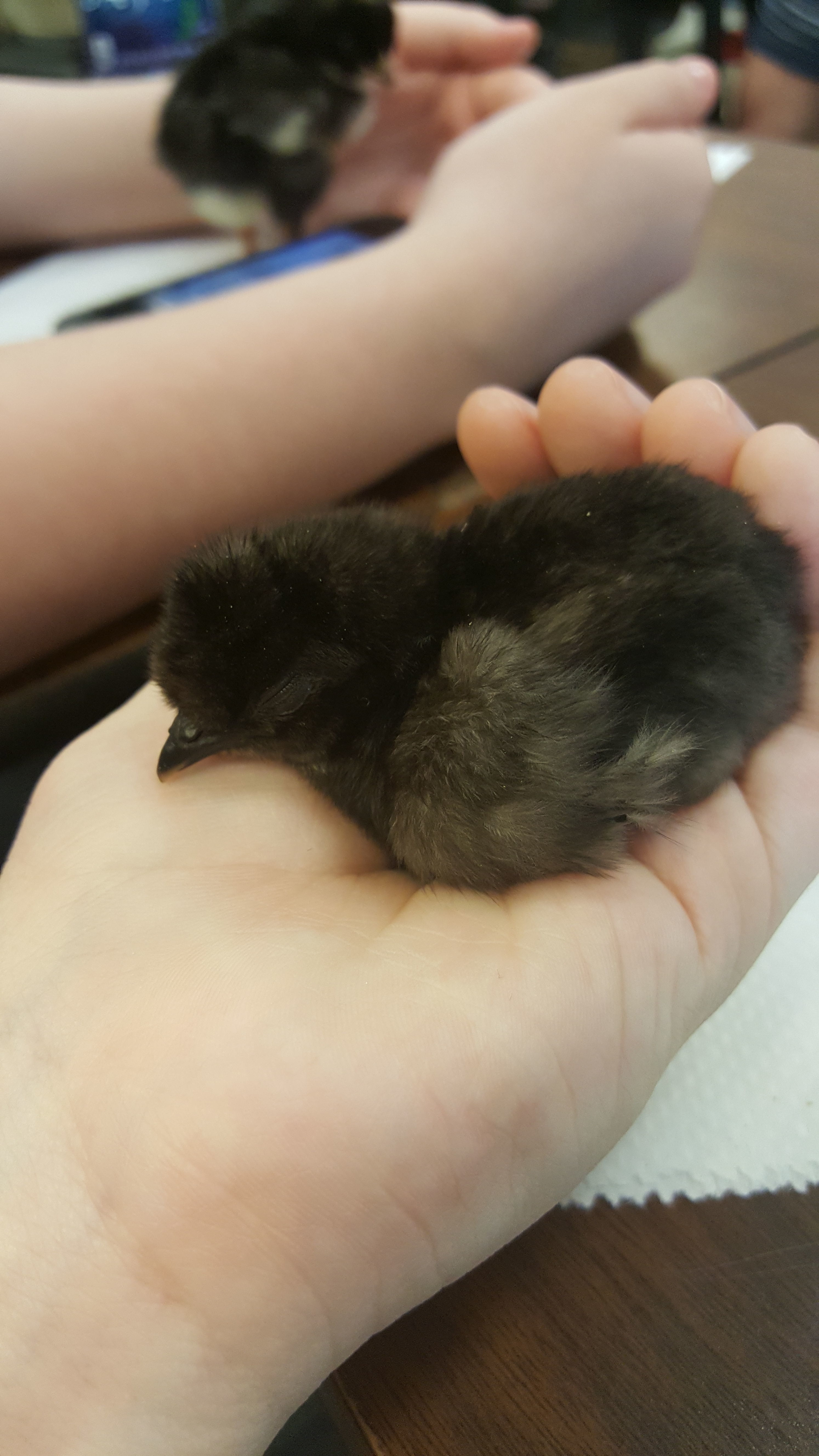 Malf at 1 day old, he fell asleep in my hand!!! ;;;