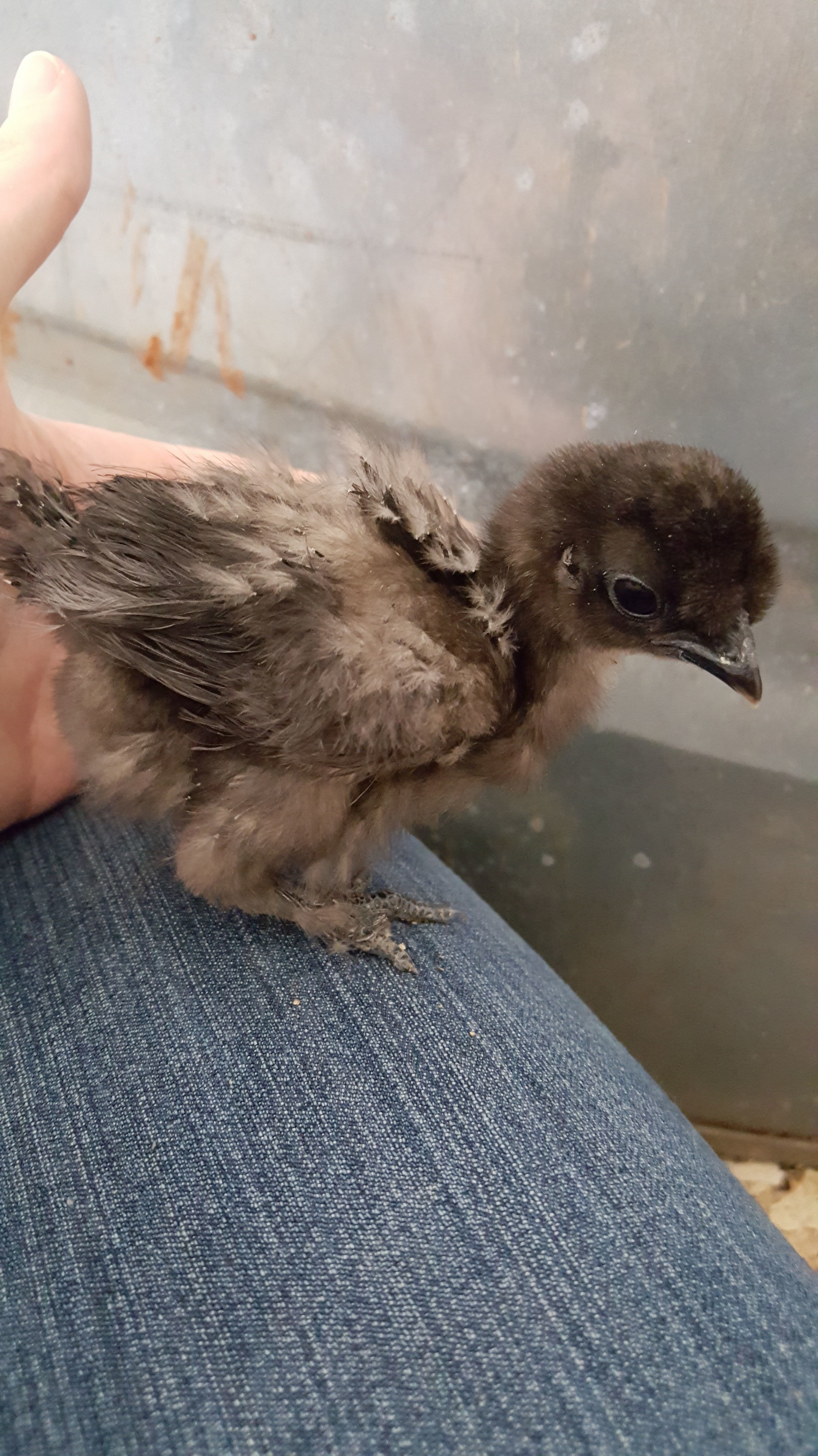 Malf, at 2 weeks, really starting to get big! His big-boy feathers starting to come in!