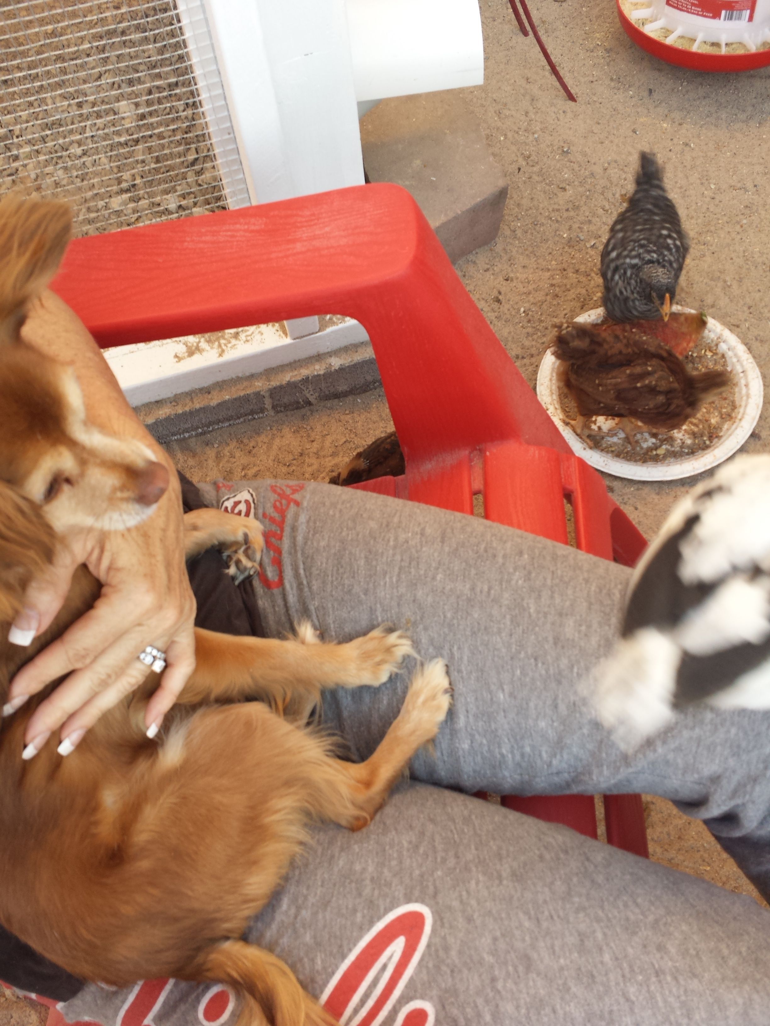Malibu my long hair Chihuahua is not sure how she feels about the chicks. I will feel better when the chicks are bigger than the dogs...