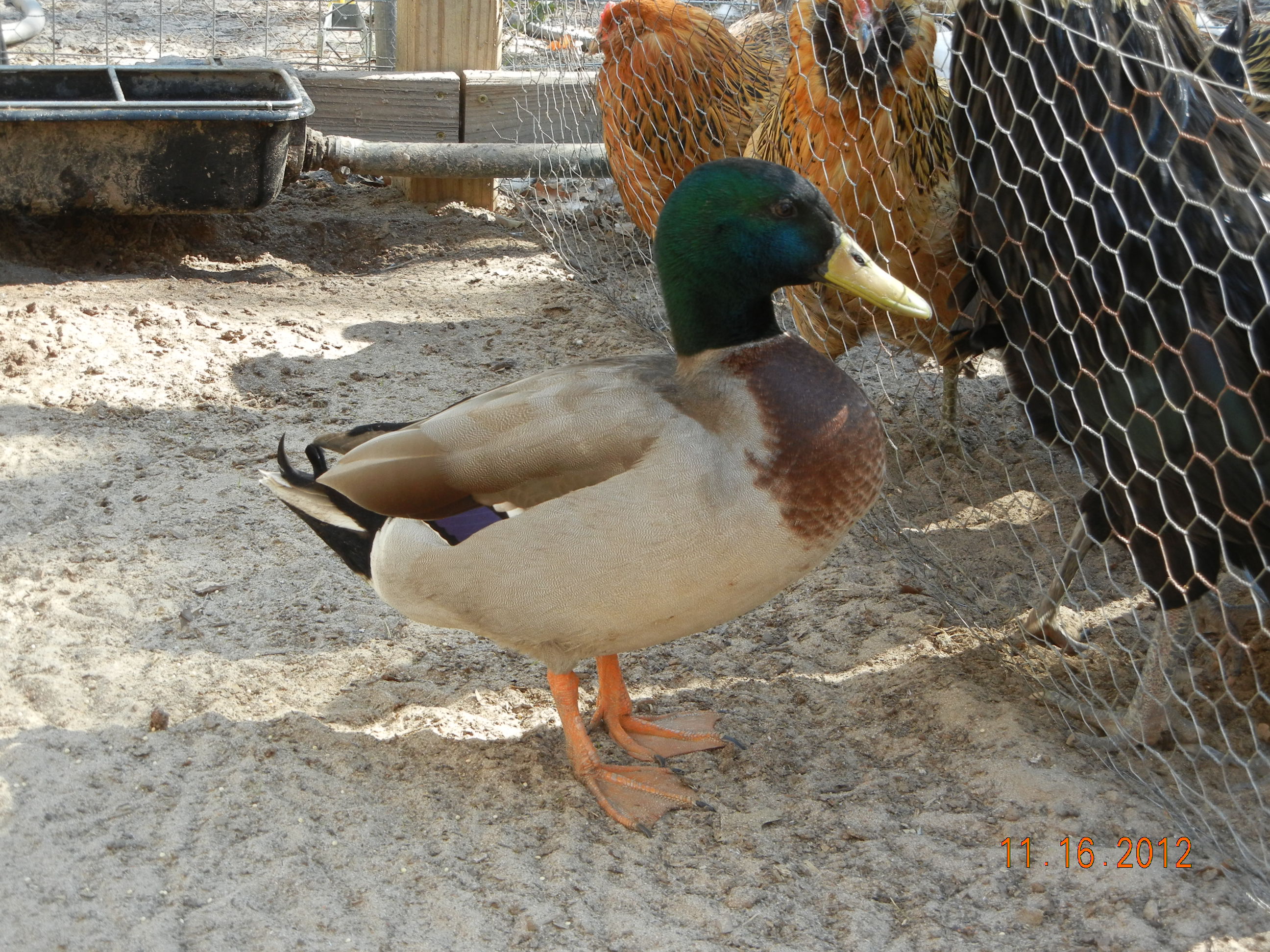 mallard drake