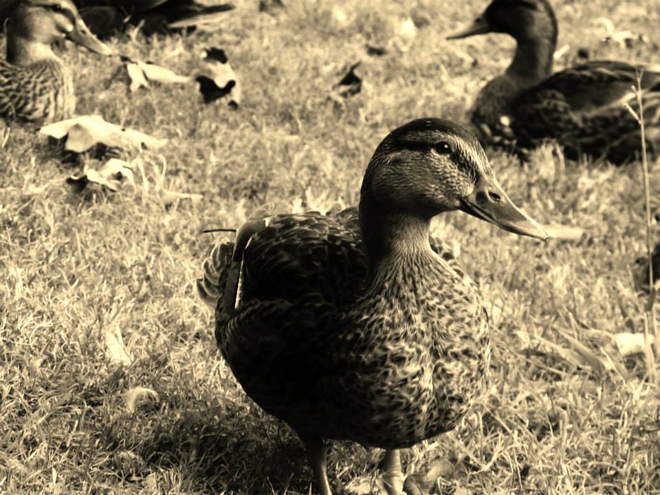*
Mallard duck