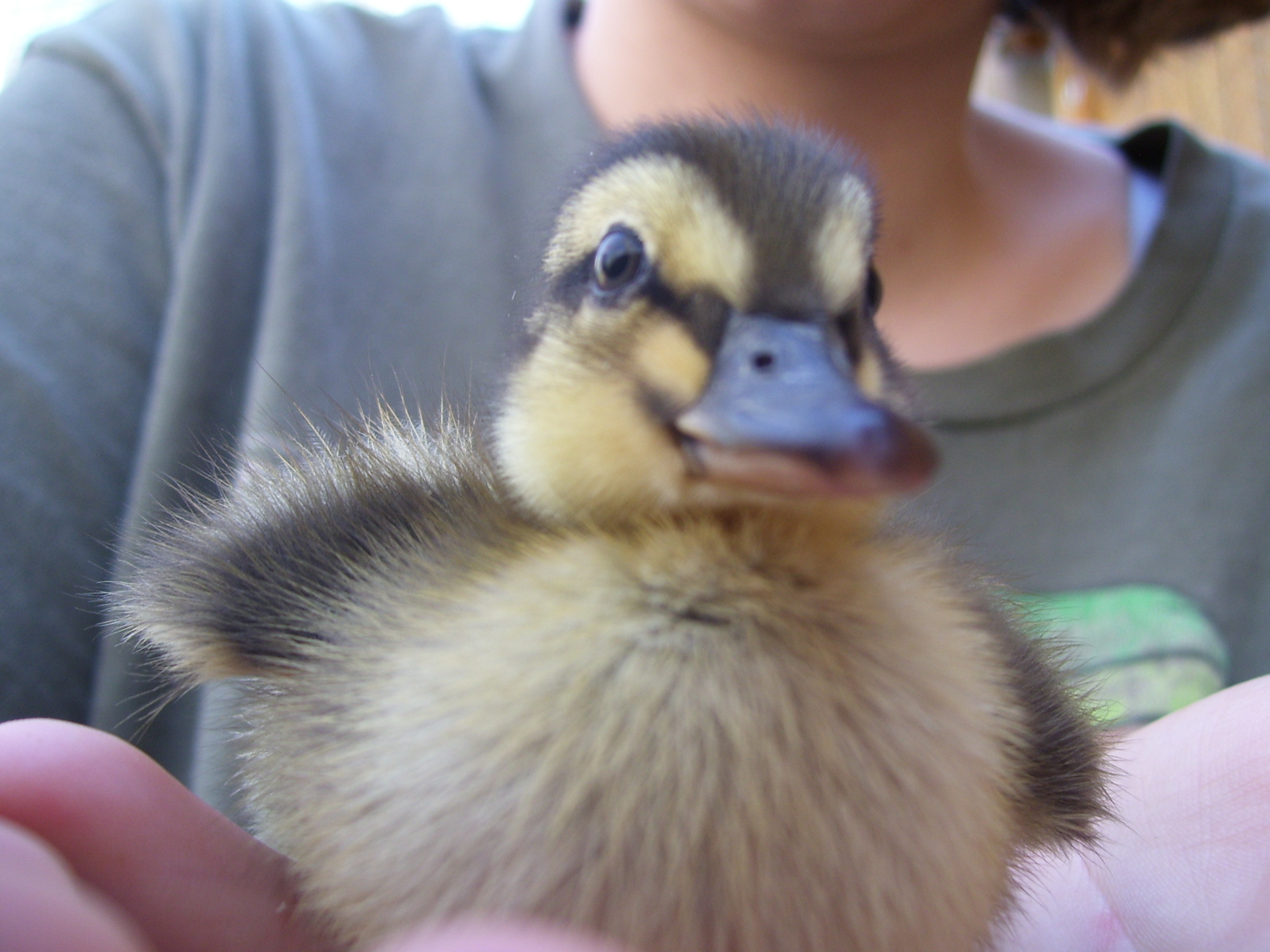 Mallard duckling
