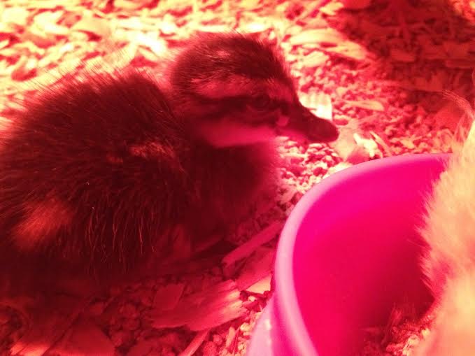 mallard duckling :-)