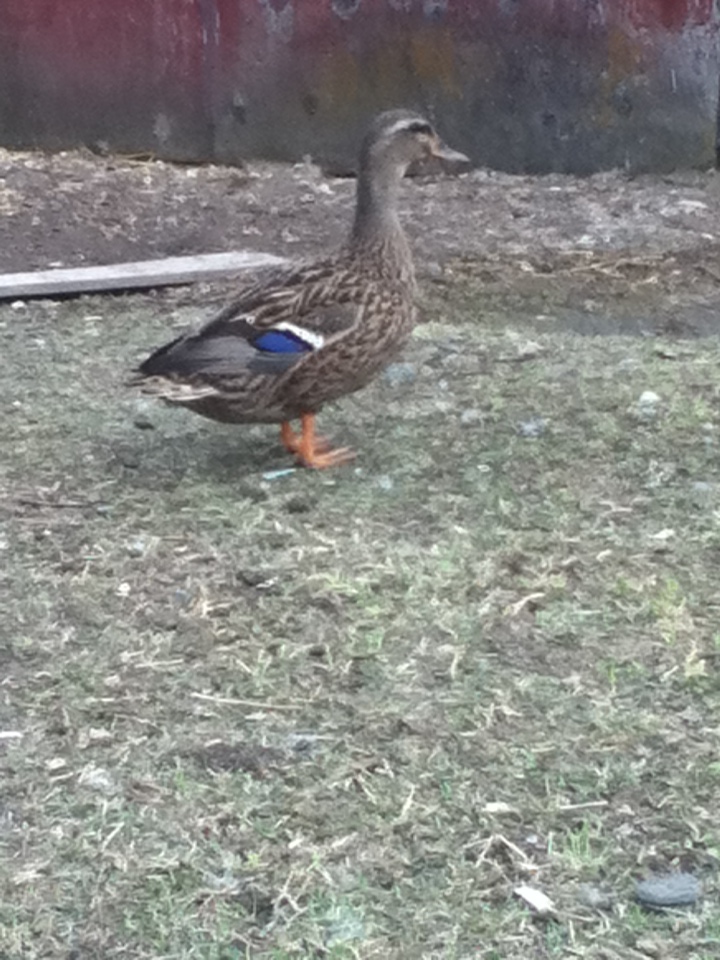 Mallard hen