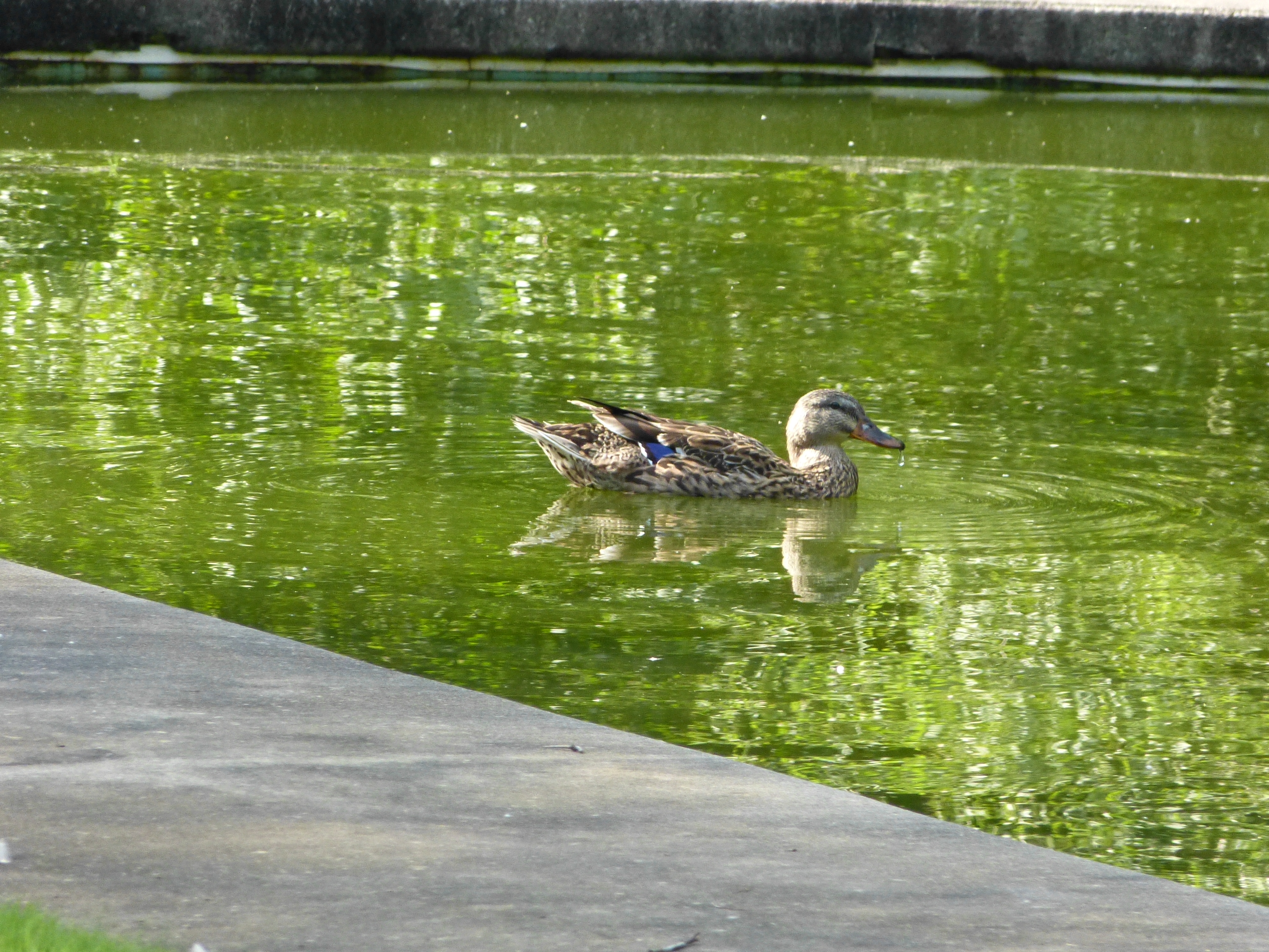 mallard on pool in SC