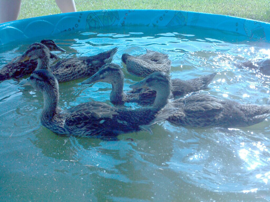 Mallards, 5 weeks!