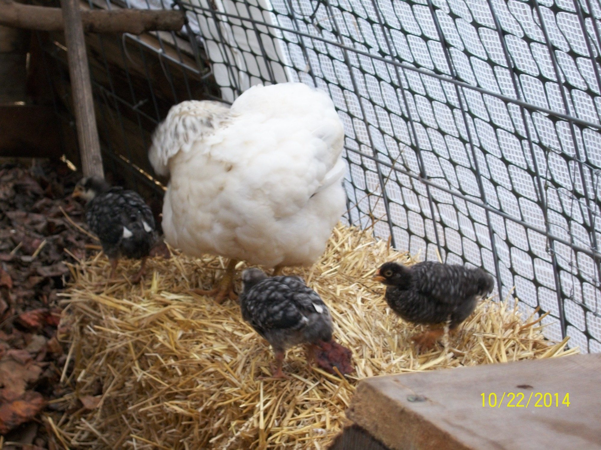Mama and chicks relegated to roosting on a straw bale.