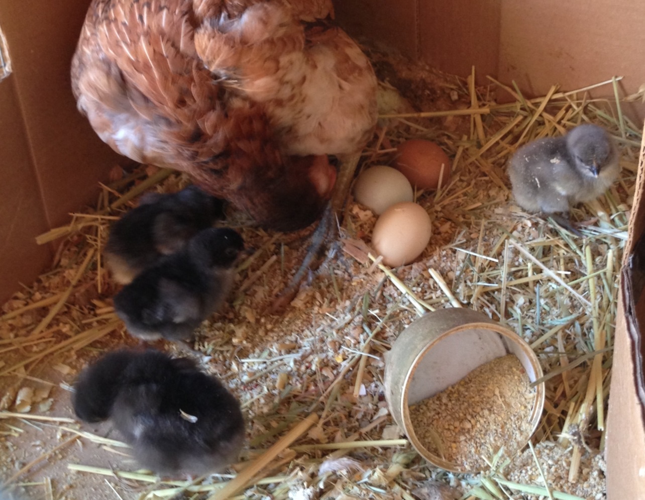 Mama and her adopted babies