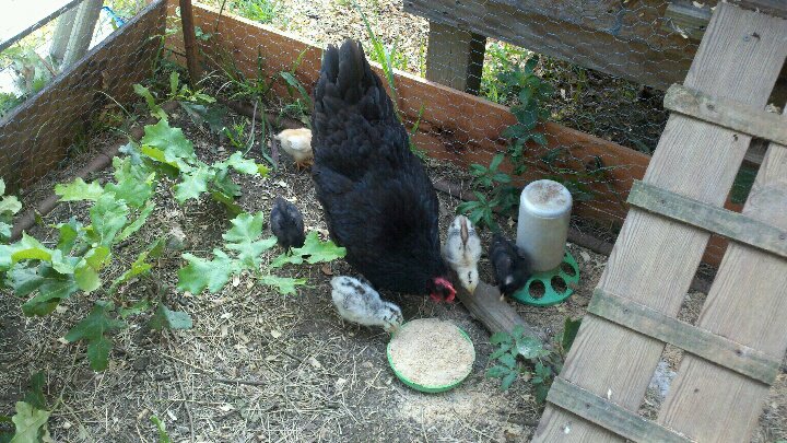 Mama and her babies about 2 weeks old. :)